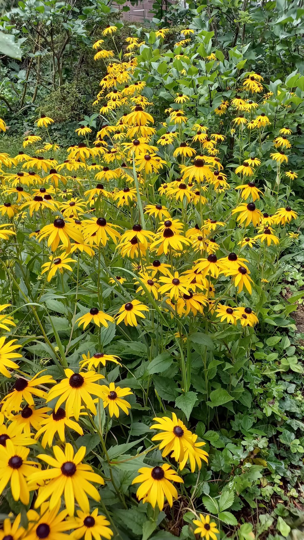a big bush of Black Eyed Susans