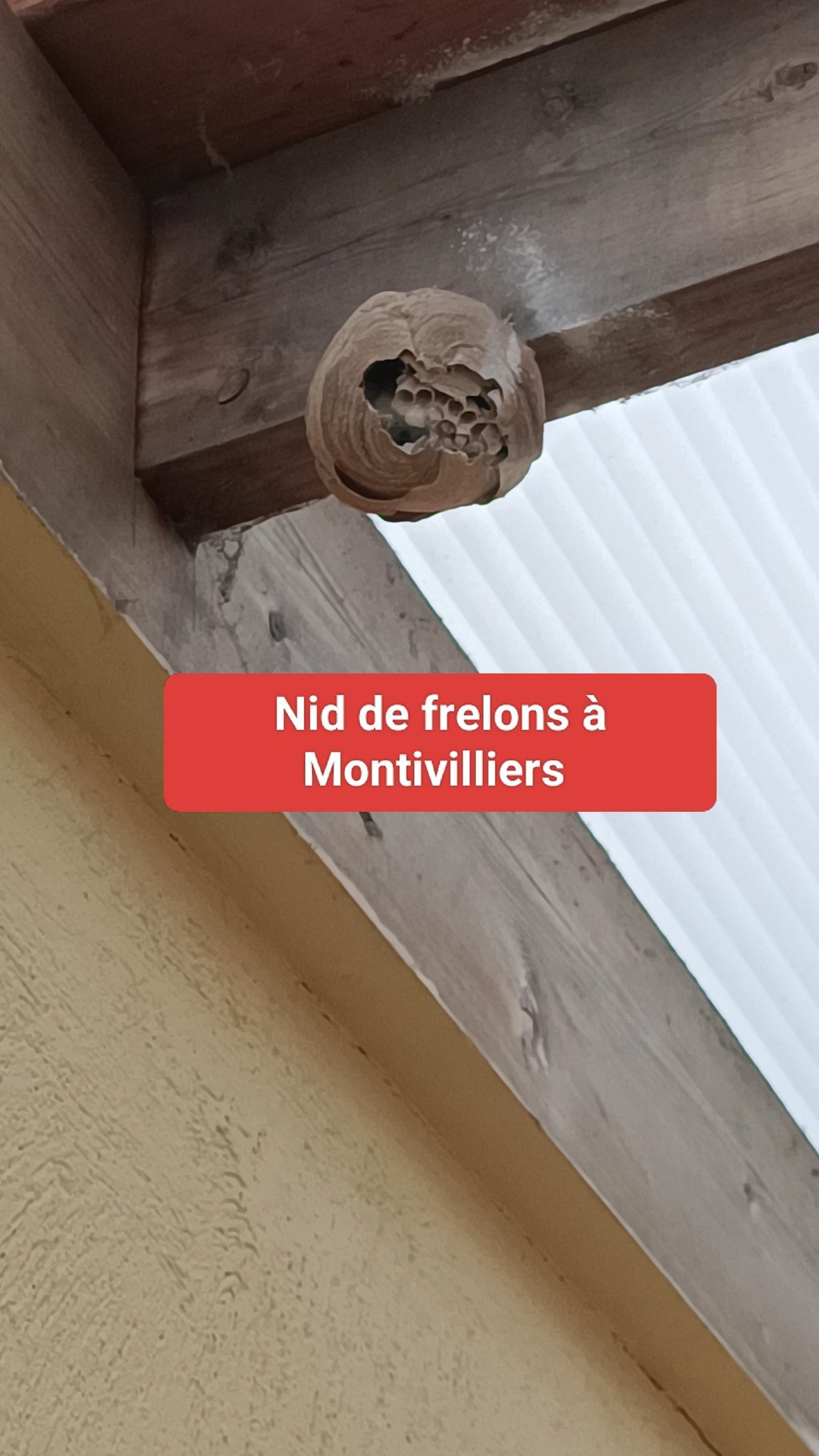 destruction nids frelon asiatique Le Havre 76