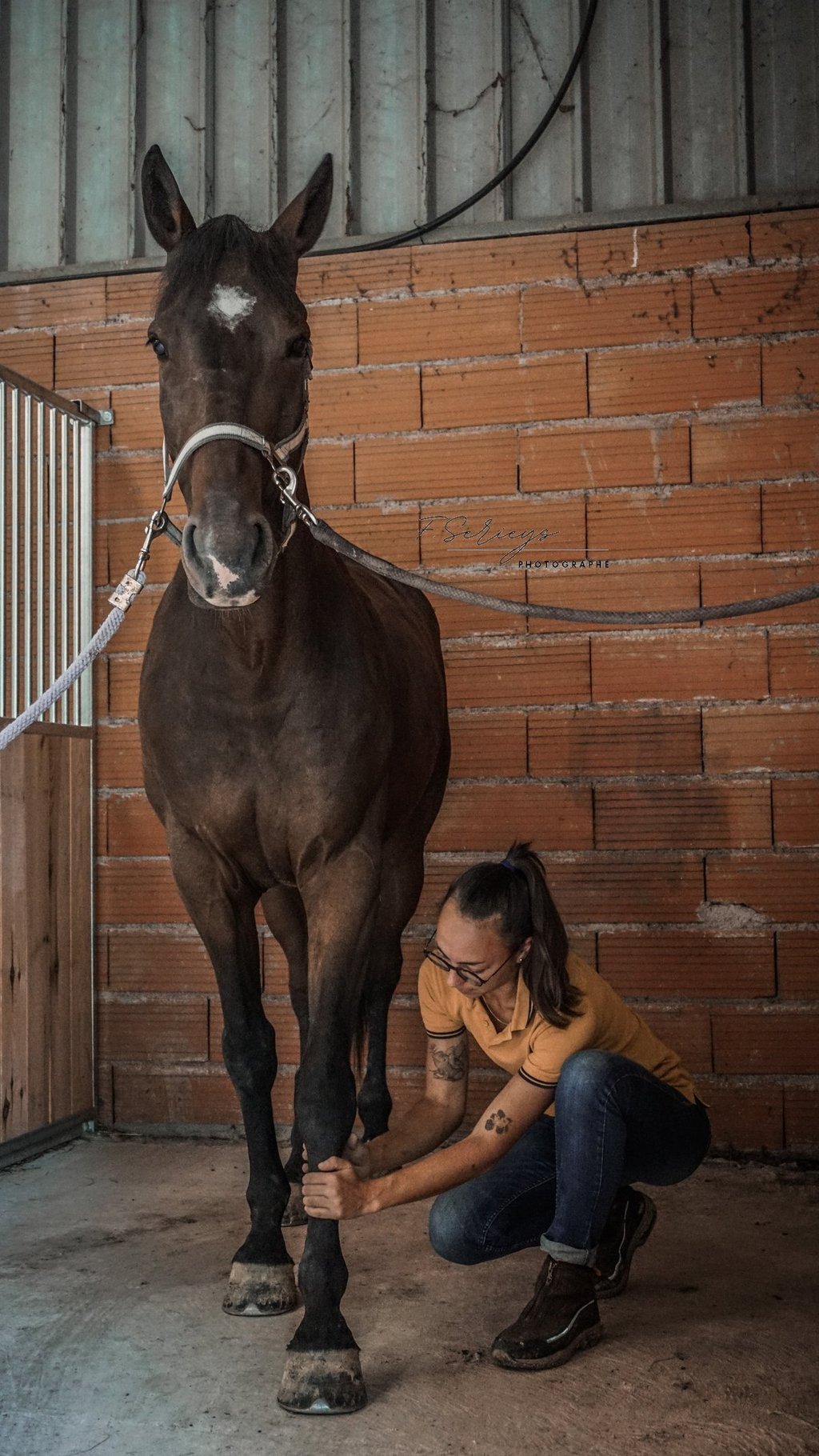 Zoé Gavoille massage animalier