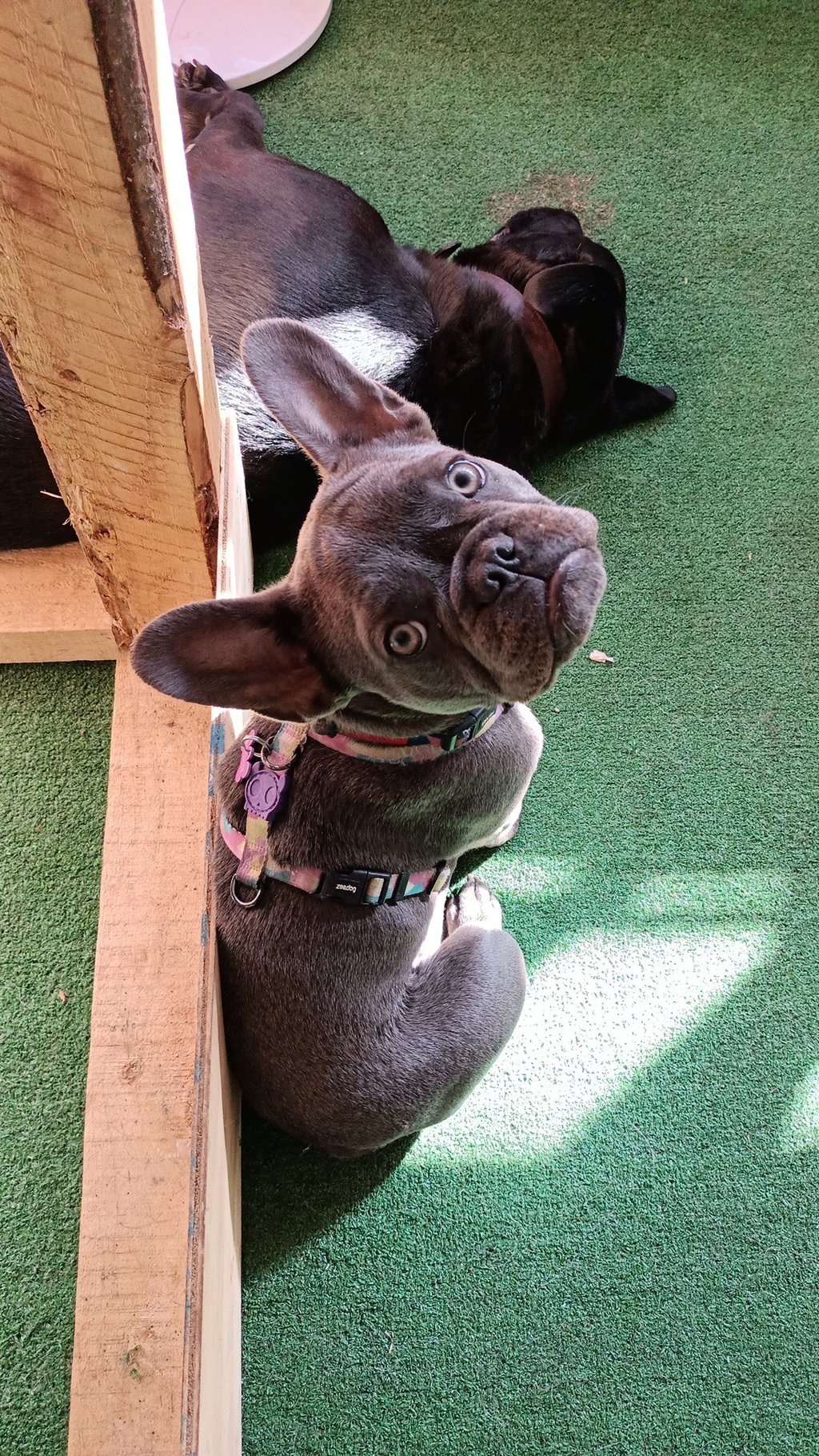 Clases para perros juveniles