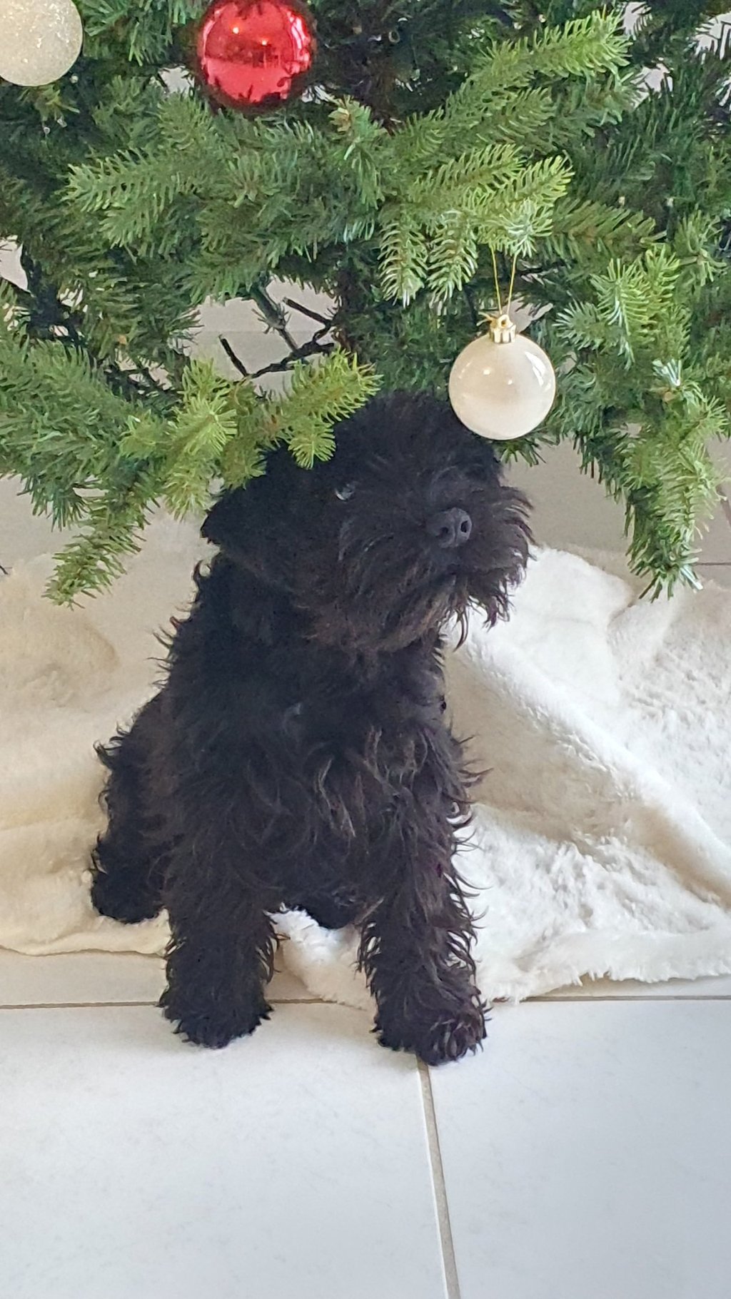 Chiot Schnauzer qui joue un matin de Noël