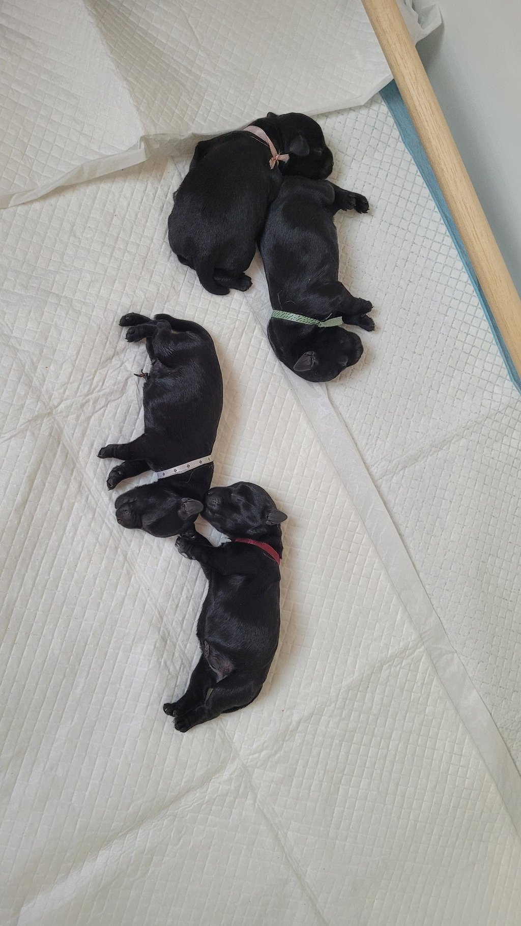 chiots Schnauzer qui viennent de naitre