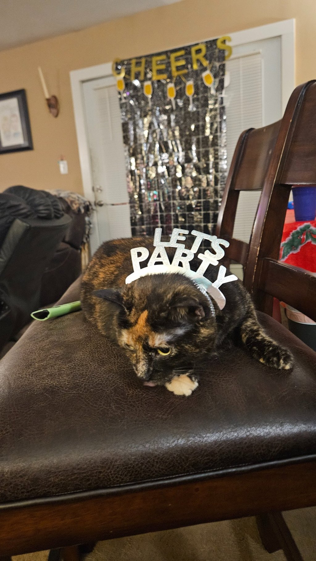 A tortishell cat lays on a barstool with a headband that says 'Let's Party' in silver letters. 