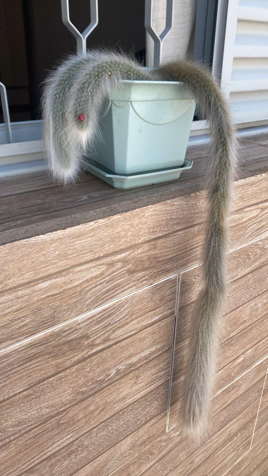 planta rabo de gato flor