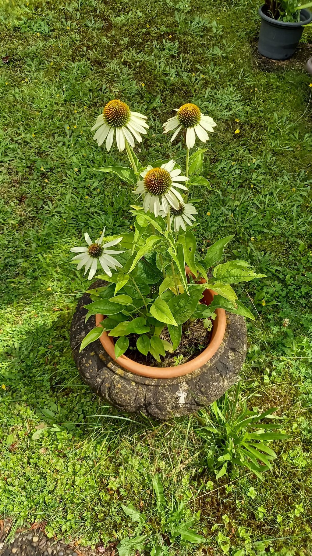 multiple Coneflowers with white petals