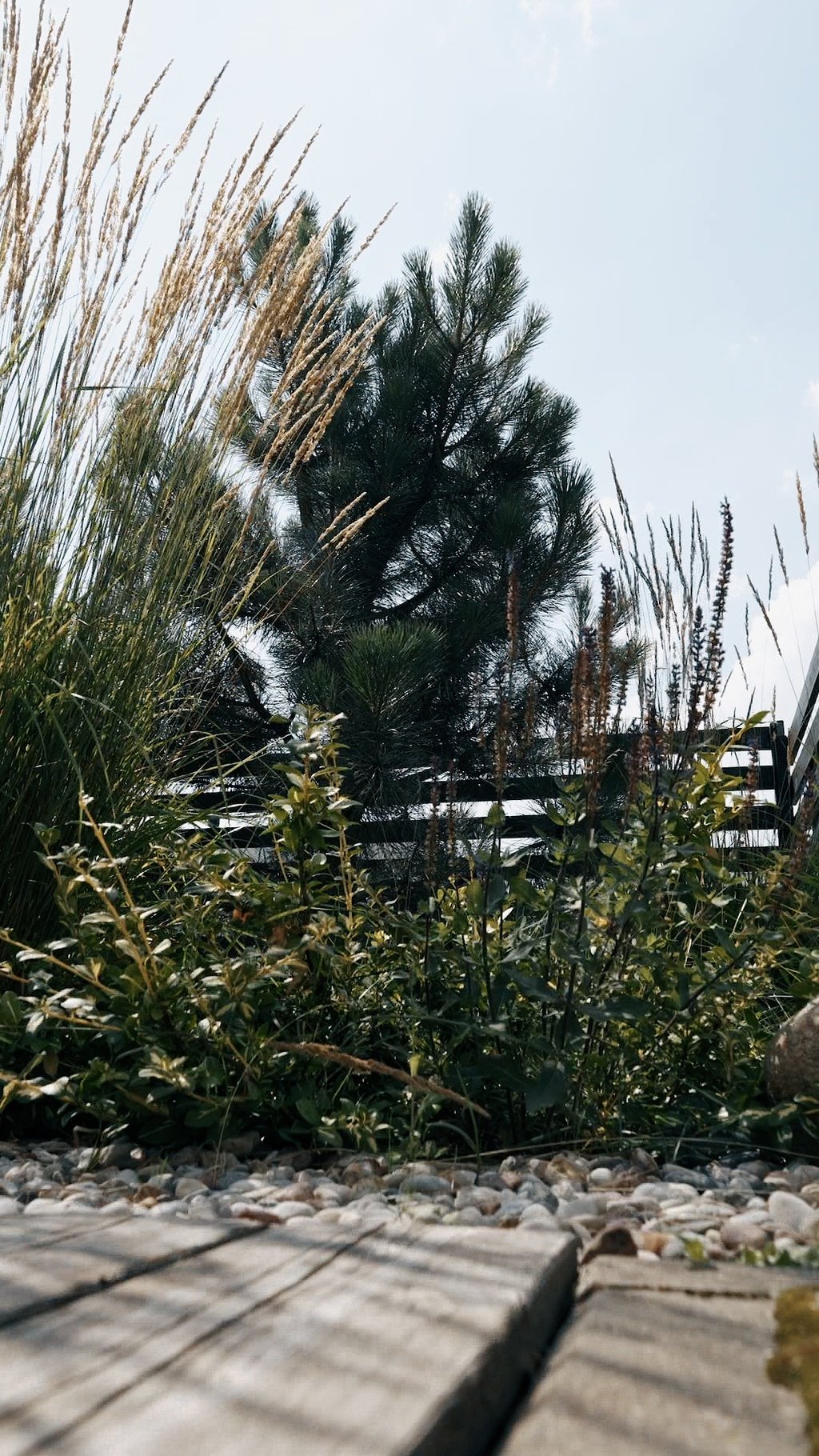 pušys tvora apželdinimas