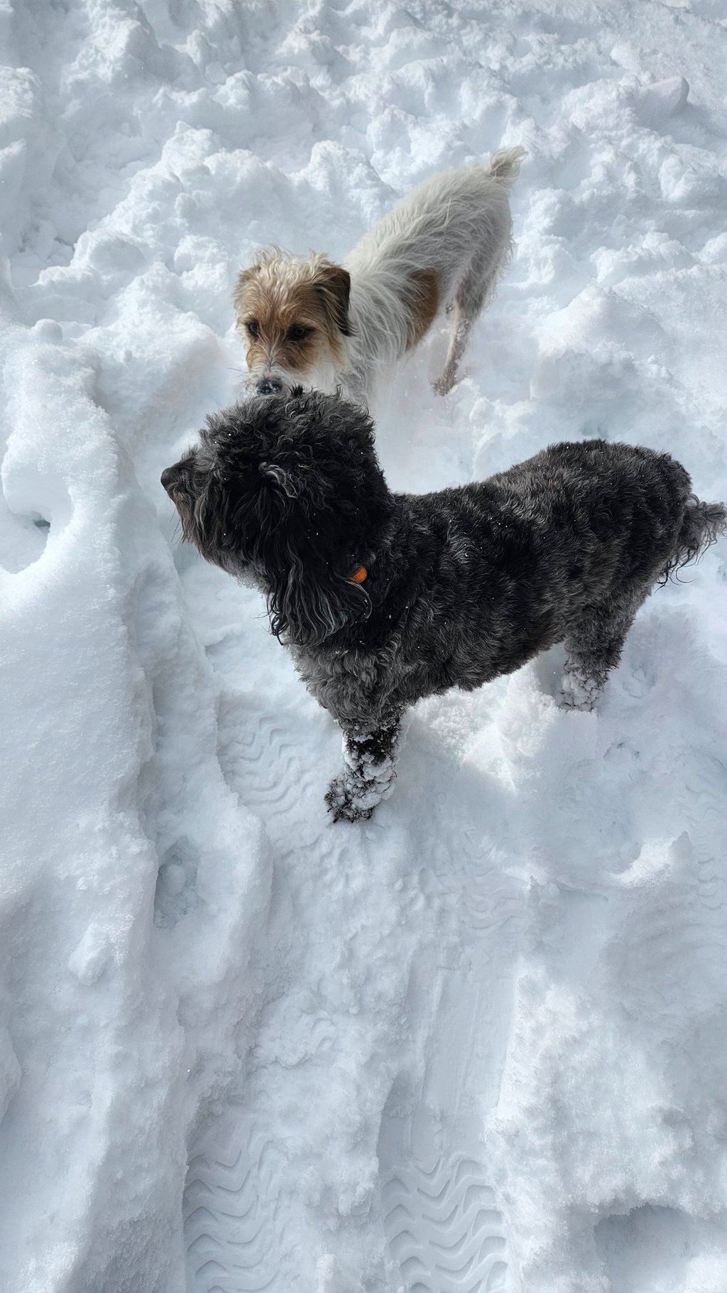 two dogs standing in the snow with their heads facing each other