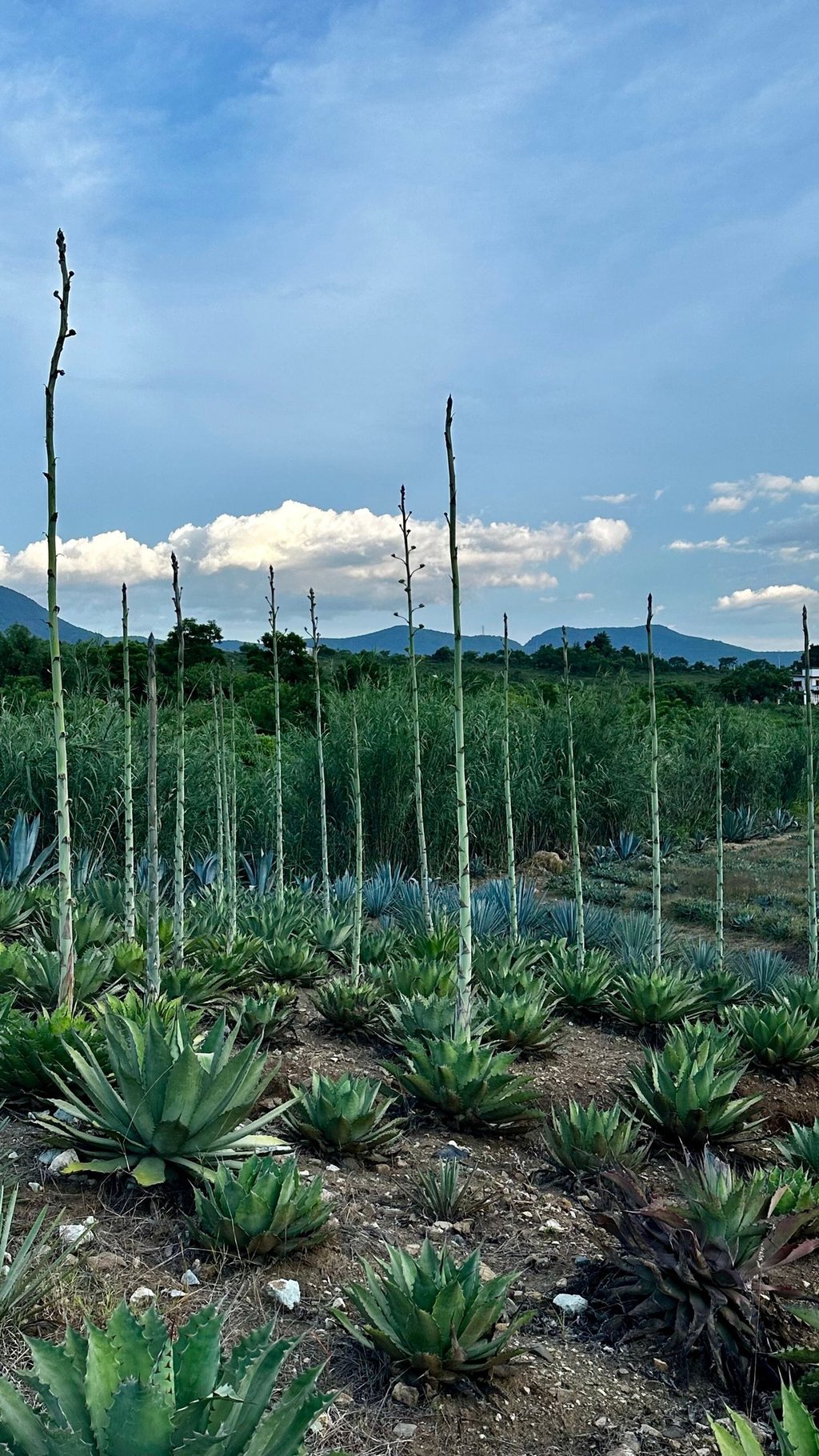 Tobalá Agave