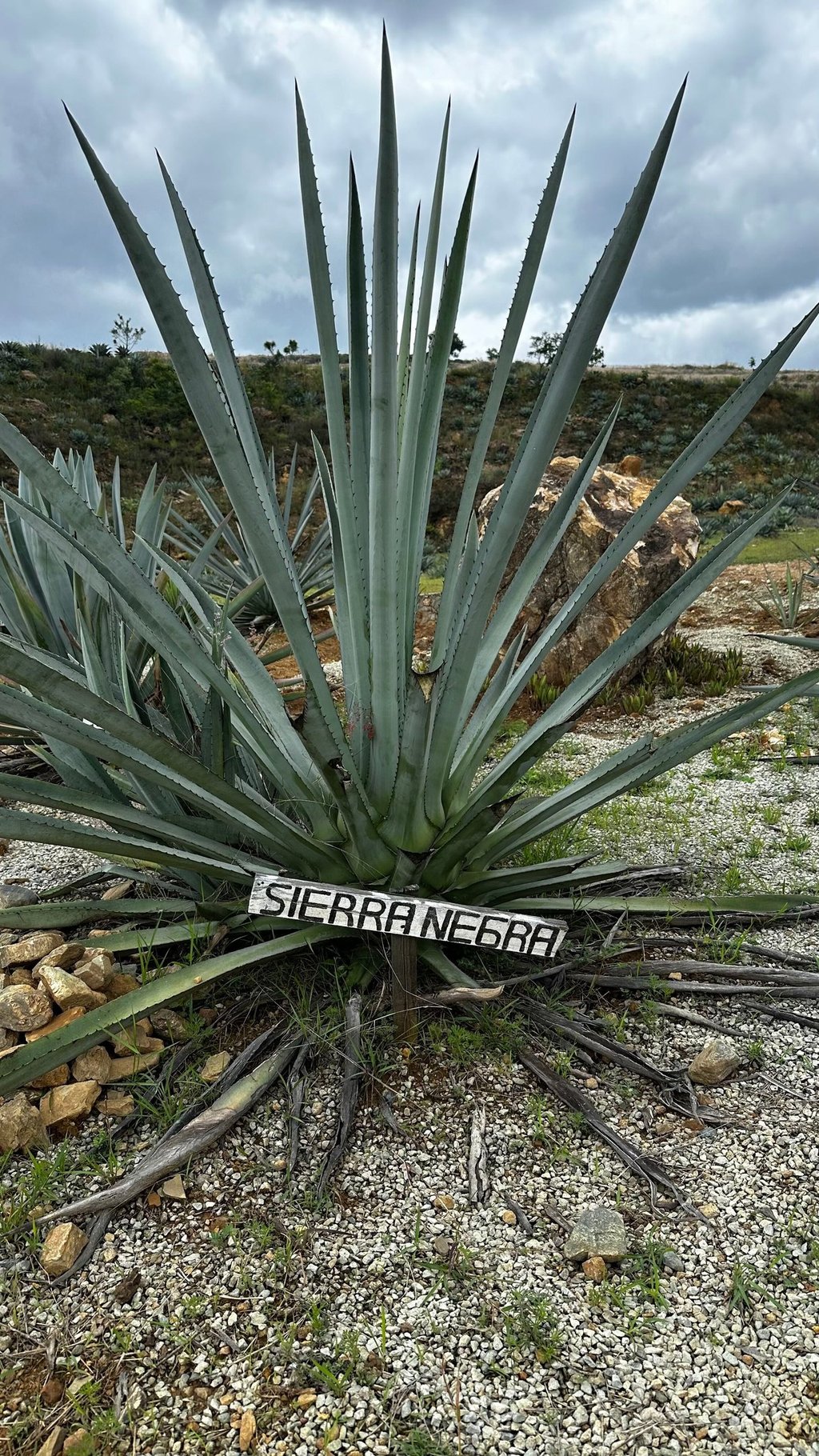 Sierra Negra Agave