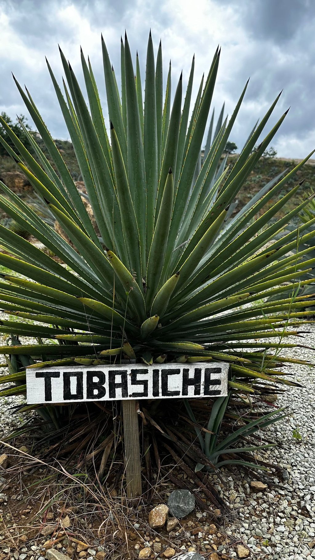 Tobasiche Agave