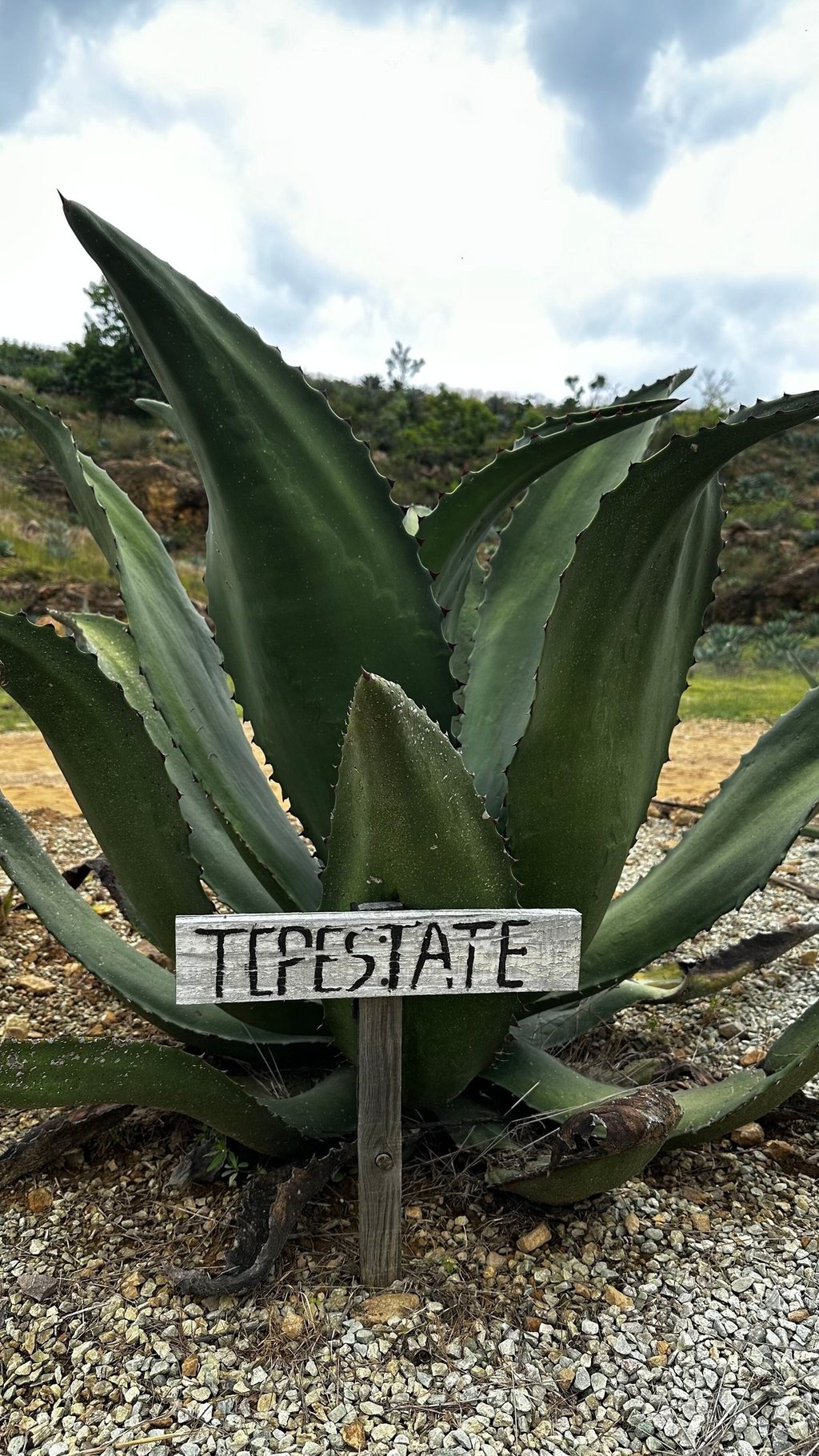 Tepestate Agave