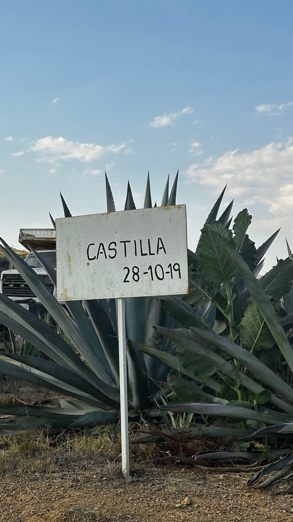Castilla Agave