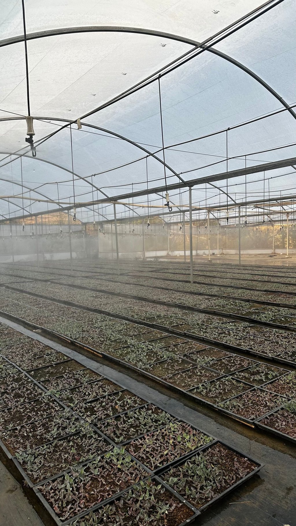 a greenhouse with a lot of plants growing inside