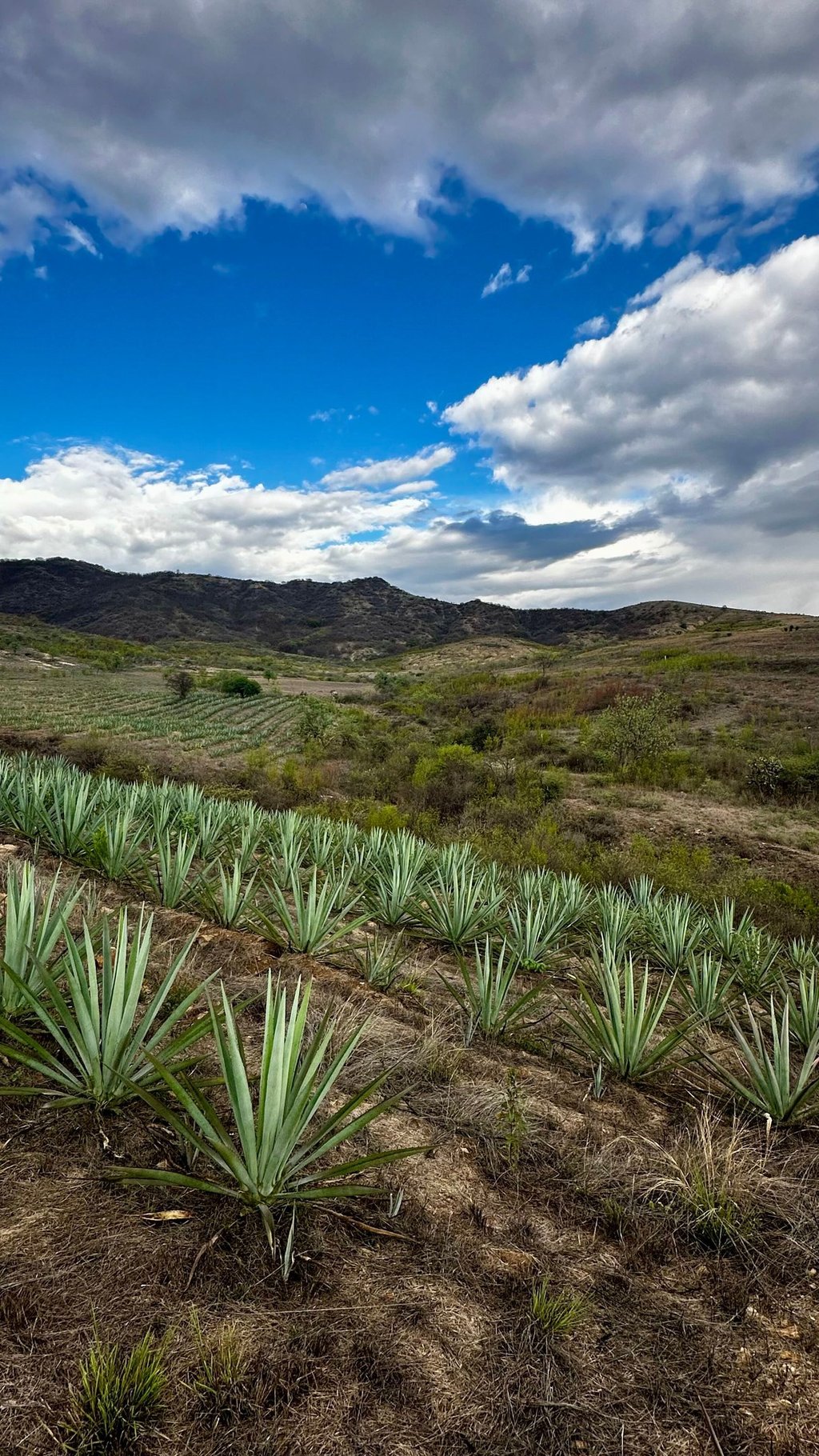 Azulín Agave