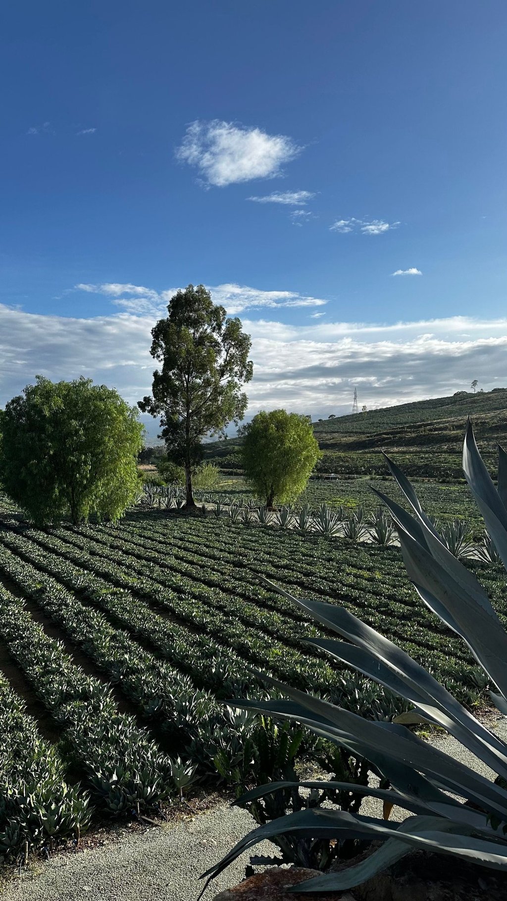a field with a large cactus plant in the foreground