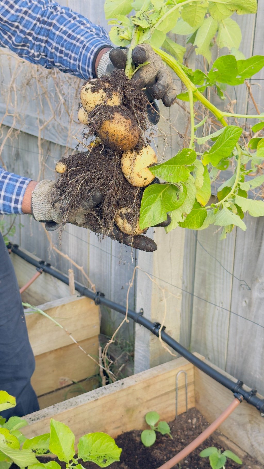 Home-grown organic vegetables harvested by hand and used at Aroha Dosas to support sustainable South Indian food