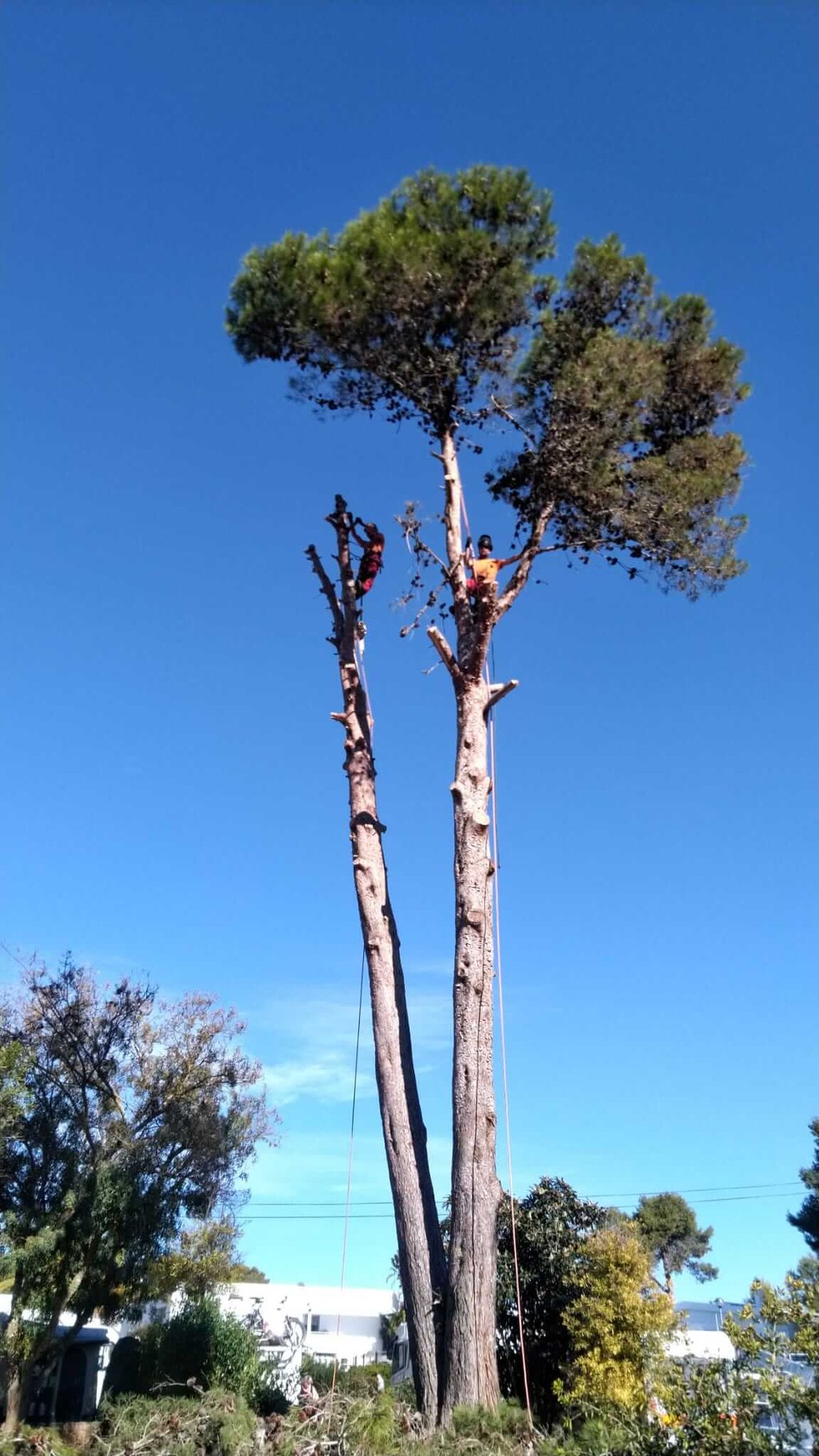 Professional arborists trimming branches high up a tall pine tree. Lagos, Algarve 