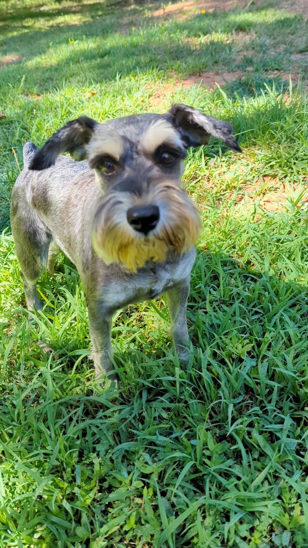 a dog is standing in the grass with a frisbee in it