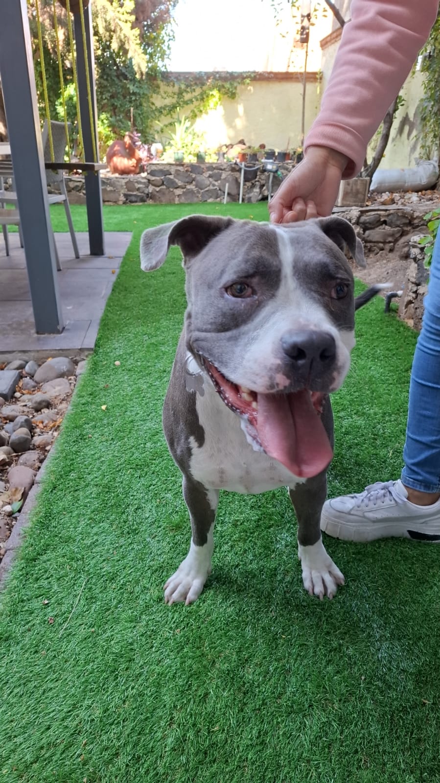pitbull feliz en guardería canina