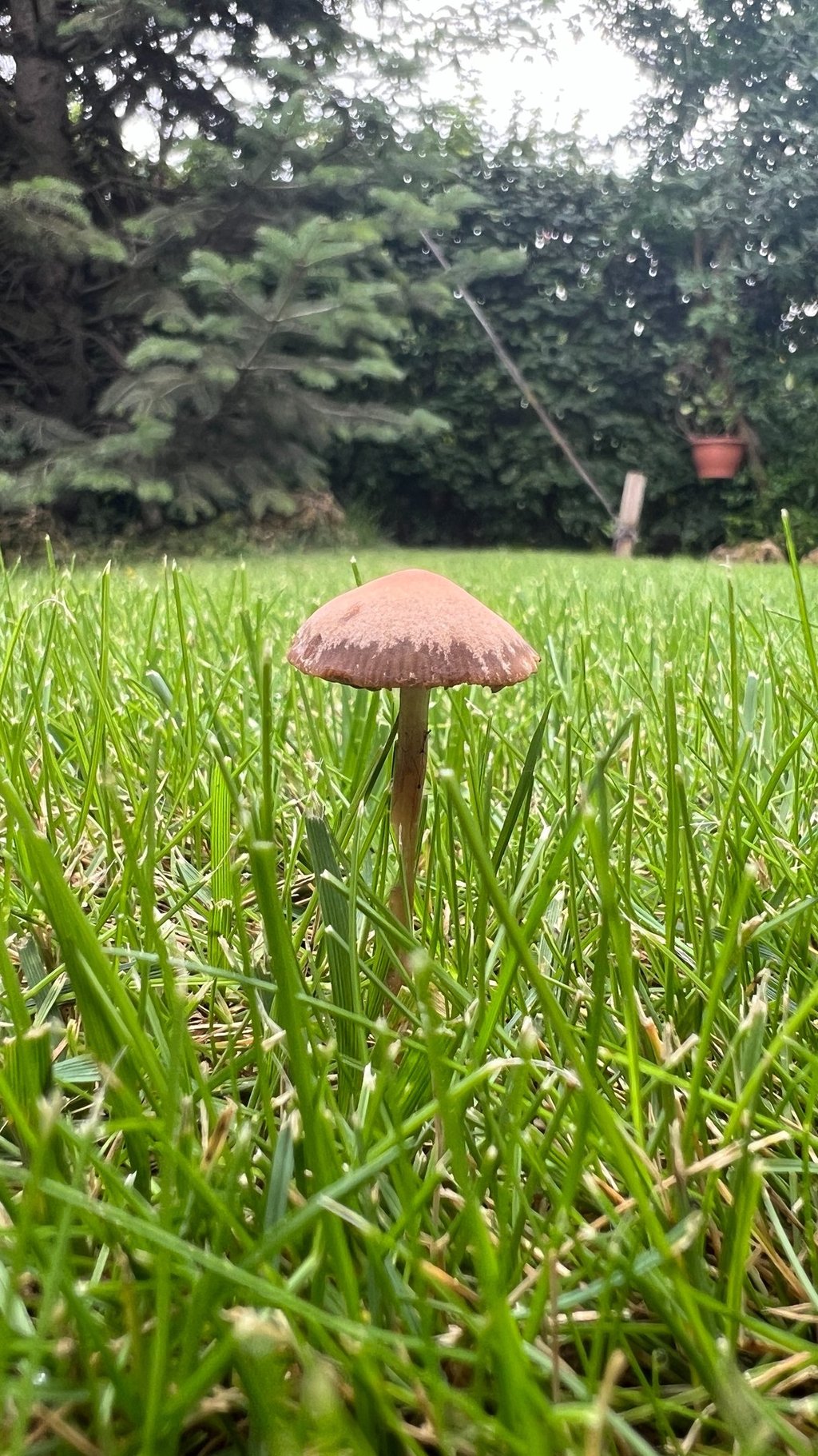 Glans Penis ucundaki etli ve hassas bölgedir