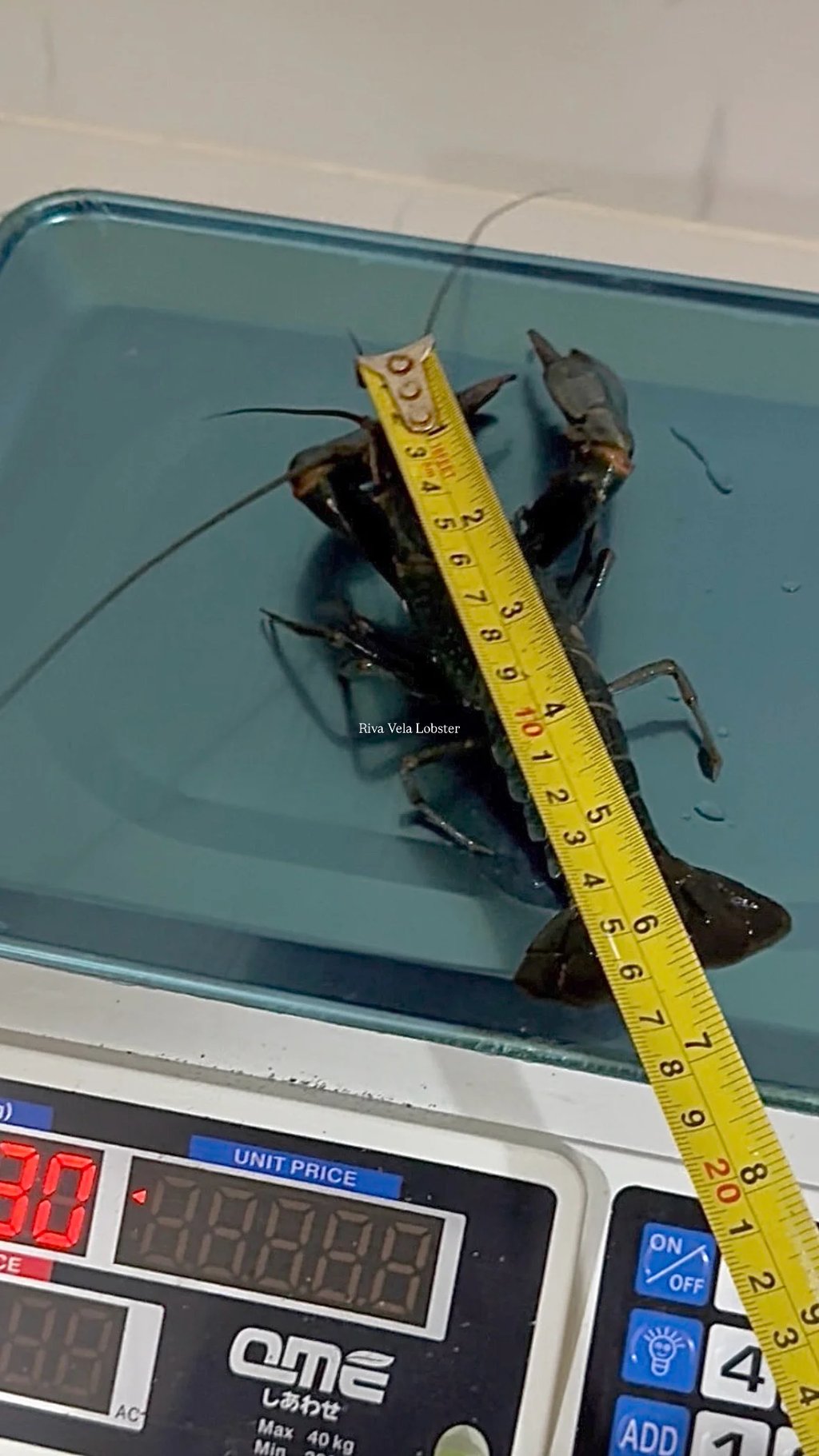 Seleksi ukuran lobster Redclaw dengan timbangan digital untuk akurasi HPP & profitabilitas restoran