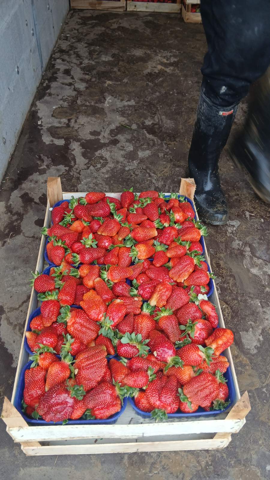 Svježe ubrane crvene jagode u drvenoj gajbi na podu farme s radnikom u čizmama