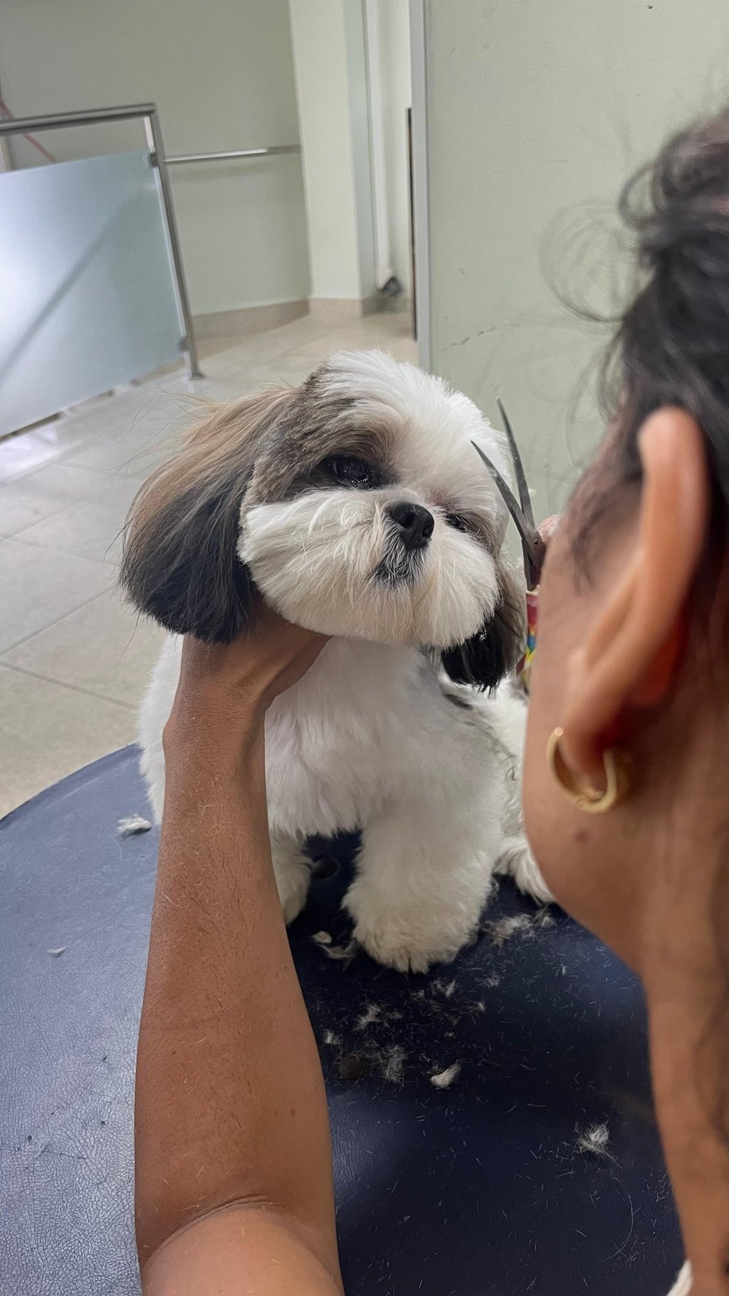Serviços de tosa personalizados para o seu peludinho