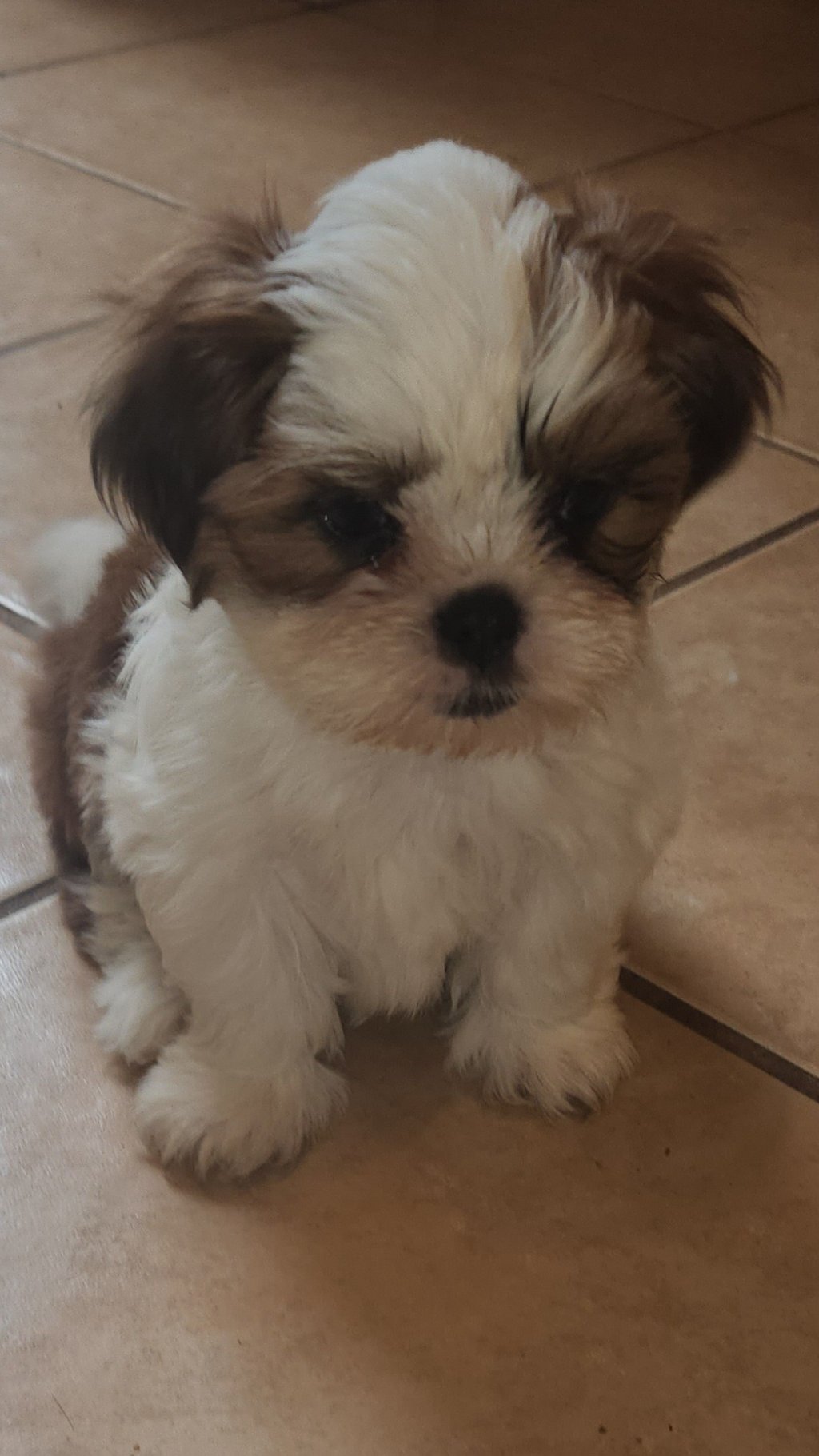 Brown and White Mal-Shi Puppy sitting on floor.