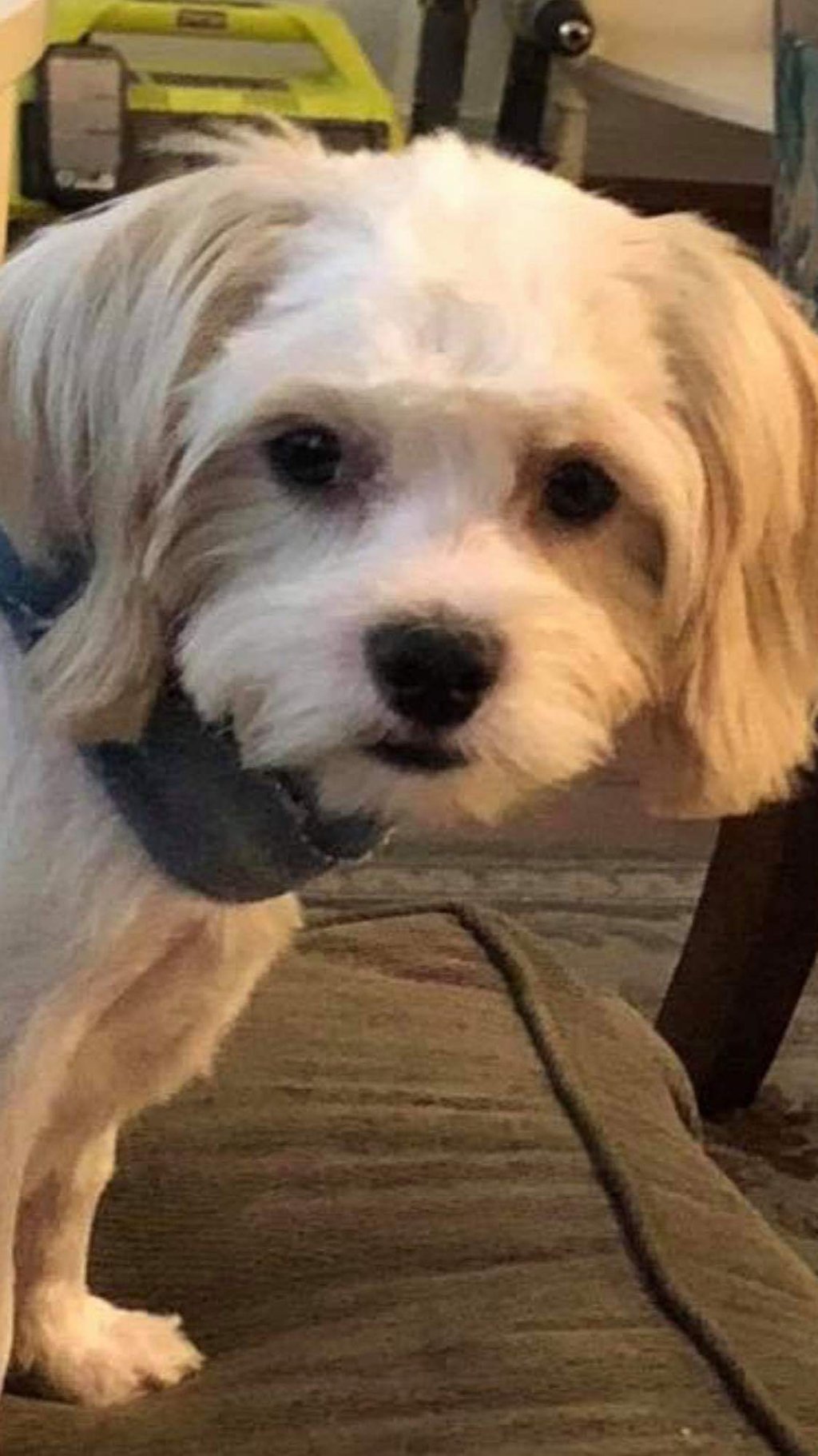 Mal-Shi Puppy standing on brown couch.