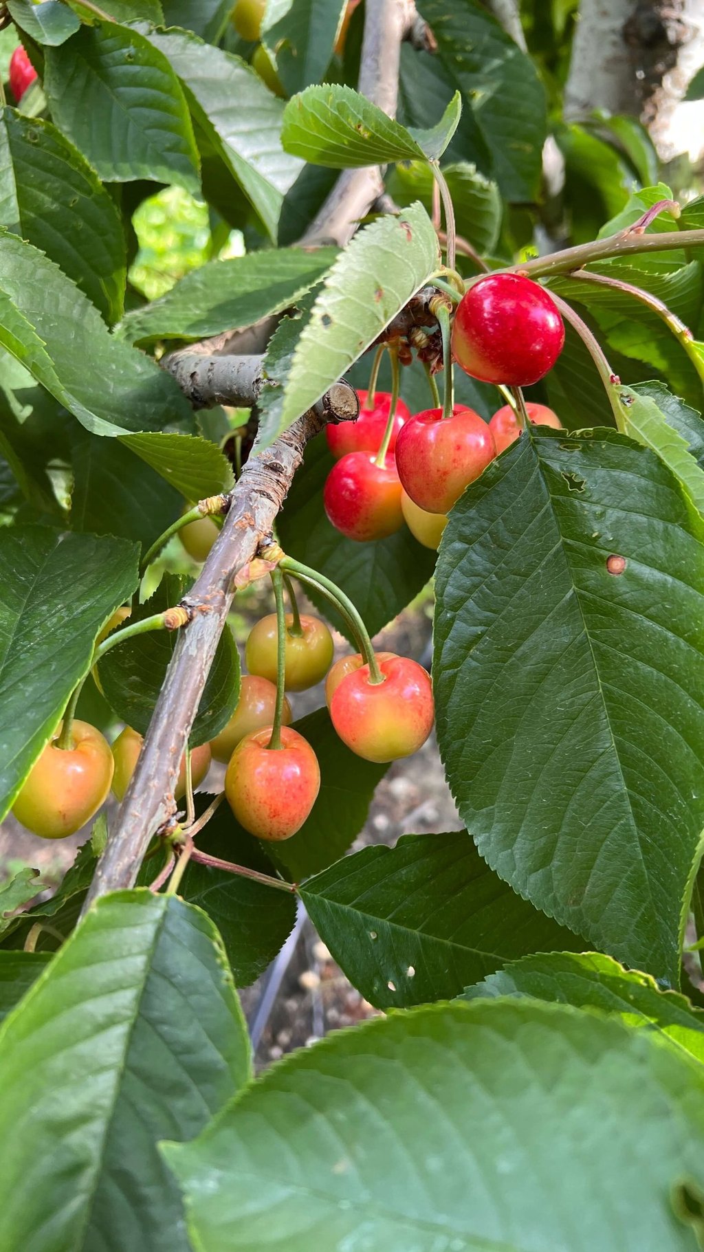 Cerezas en Nueva Zelanda