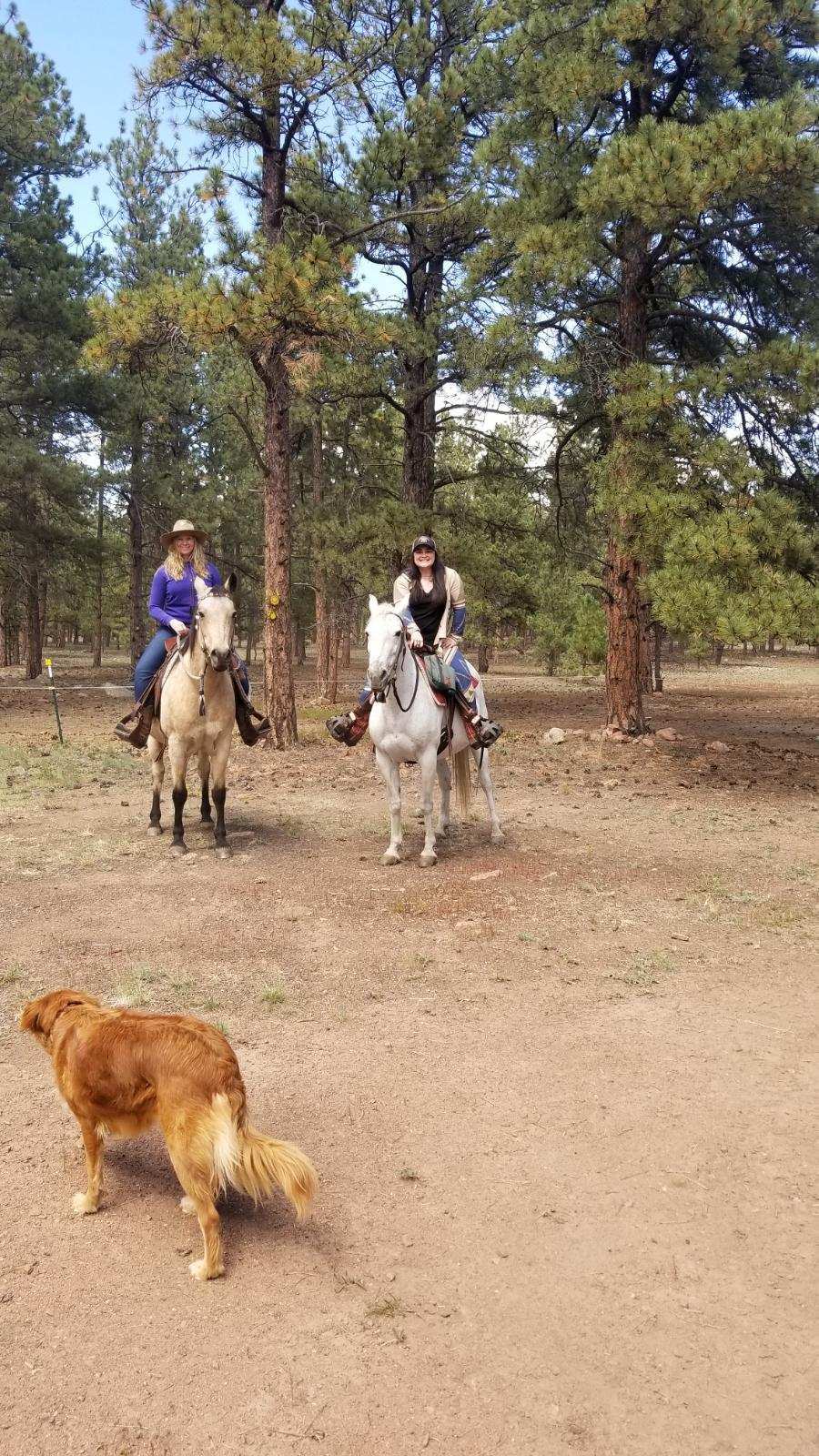 a dog and two horses are riding on a trail