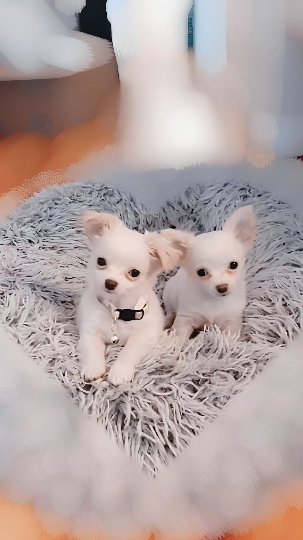 white long haired chihuahua puppies for sale in new york city