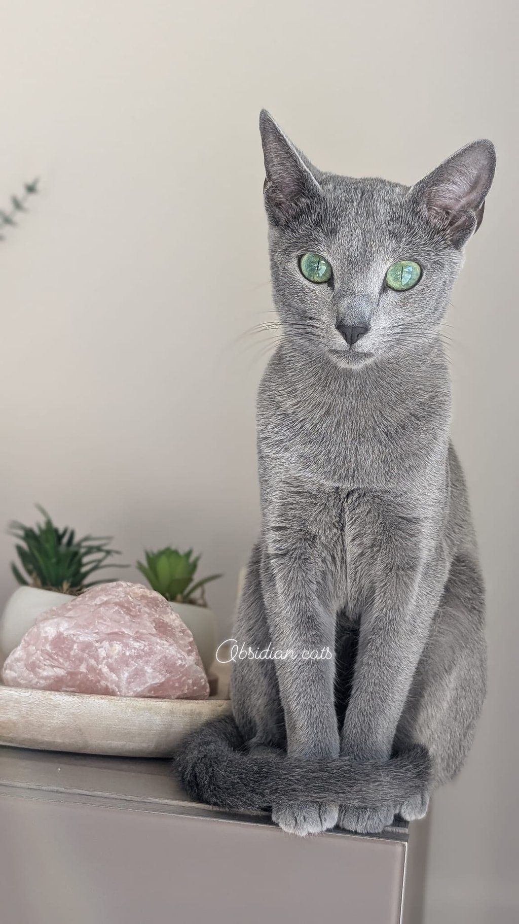 bleu russe chat - russian blue cat-obsidian-cats-france