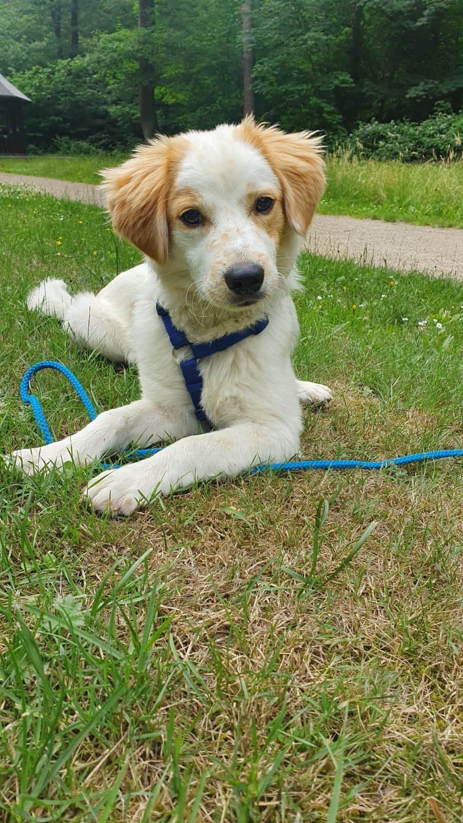 Junghund im Einzeltraining