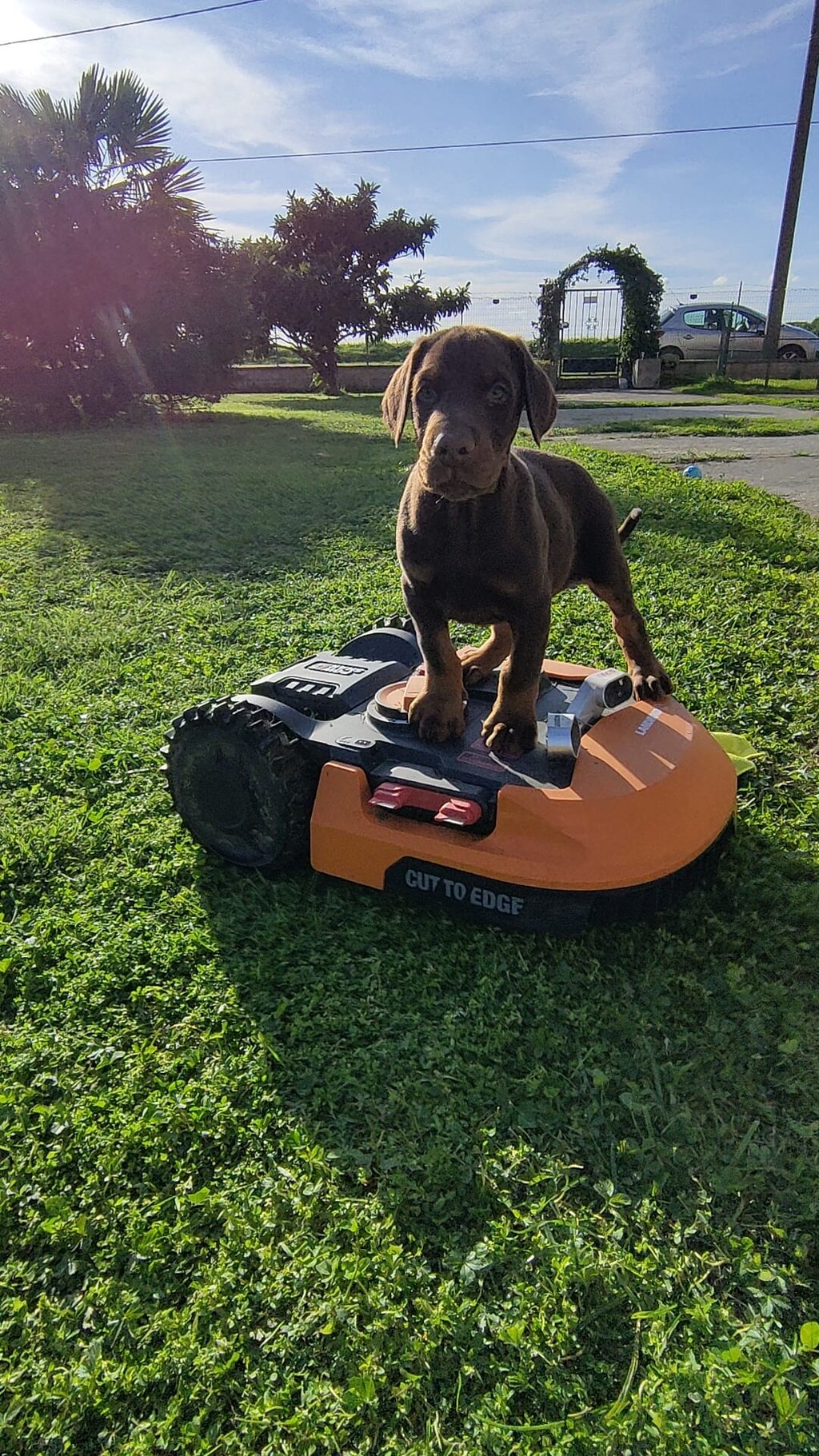 dobermann cucciolo marrone focato Emilia Romagna