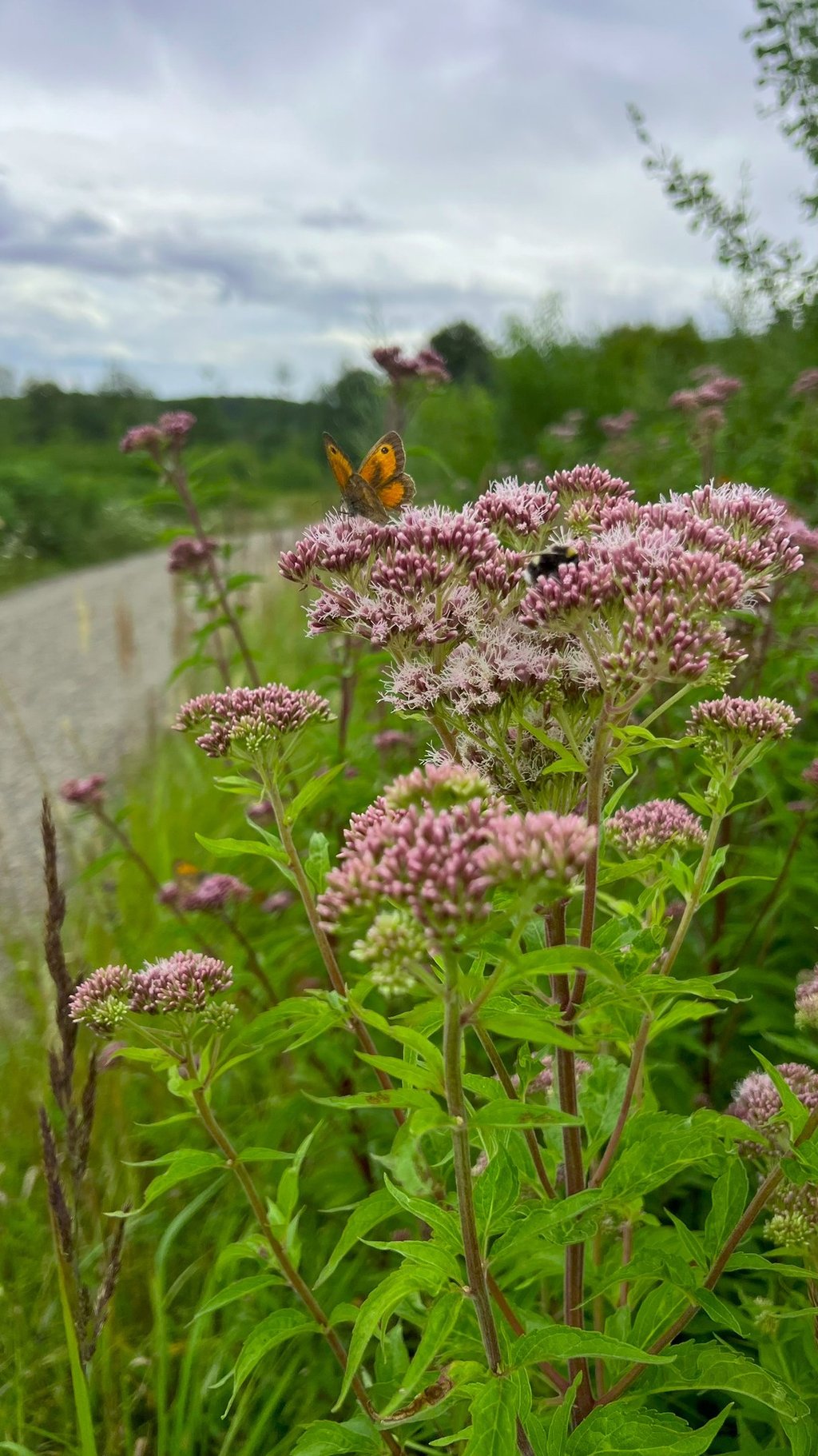 Vlinder en bij op zomerse bloemen, met wazig grindpad op de achtergrond in zonlicht.