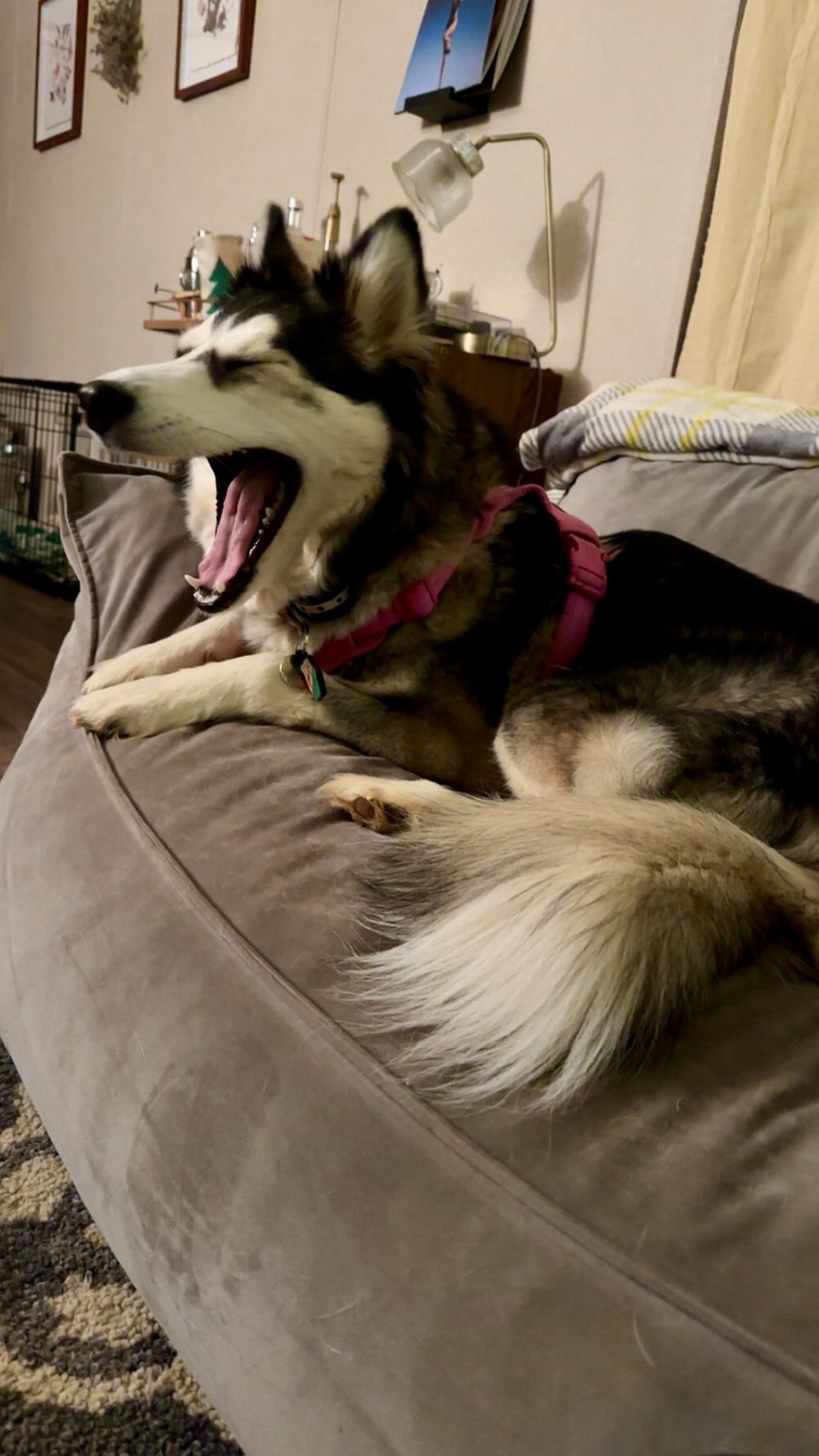 a dog is sitting on a couch with his tongue out