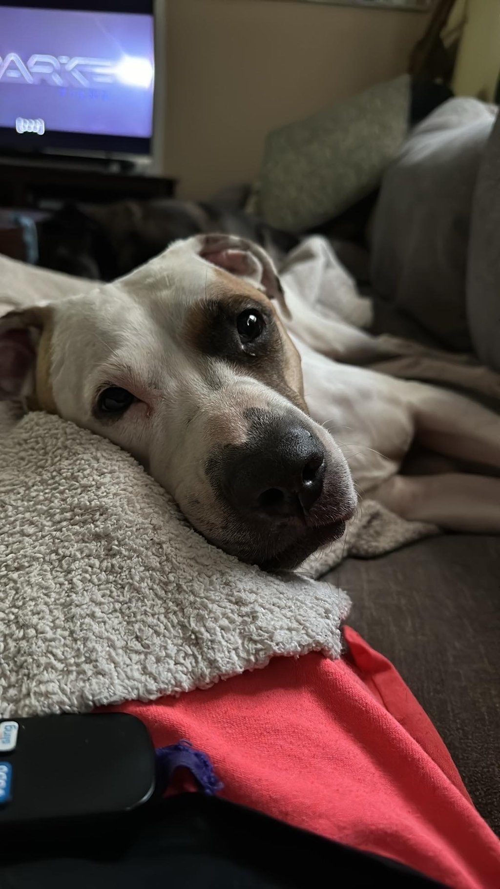 a dog laying on a blanket on a couch