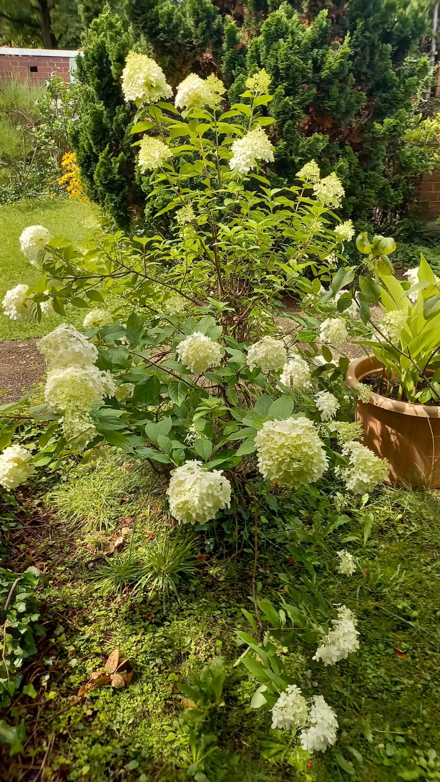 an ornamental bush with white flowers called Viburnum