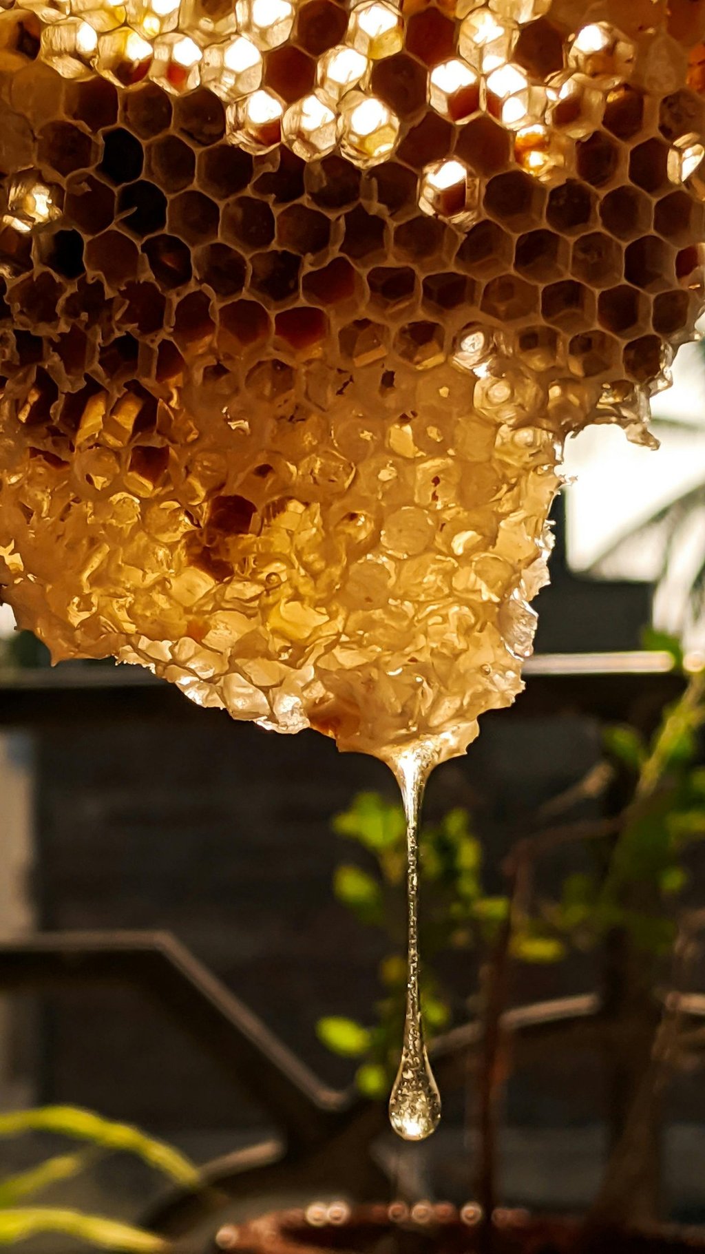 Golden organic honey dripping from a natural beeswax honeycomb under warm sunlight.