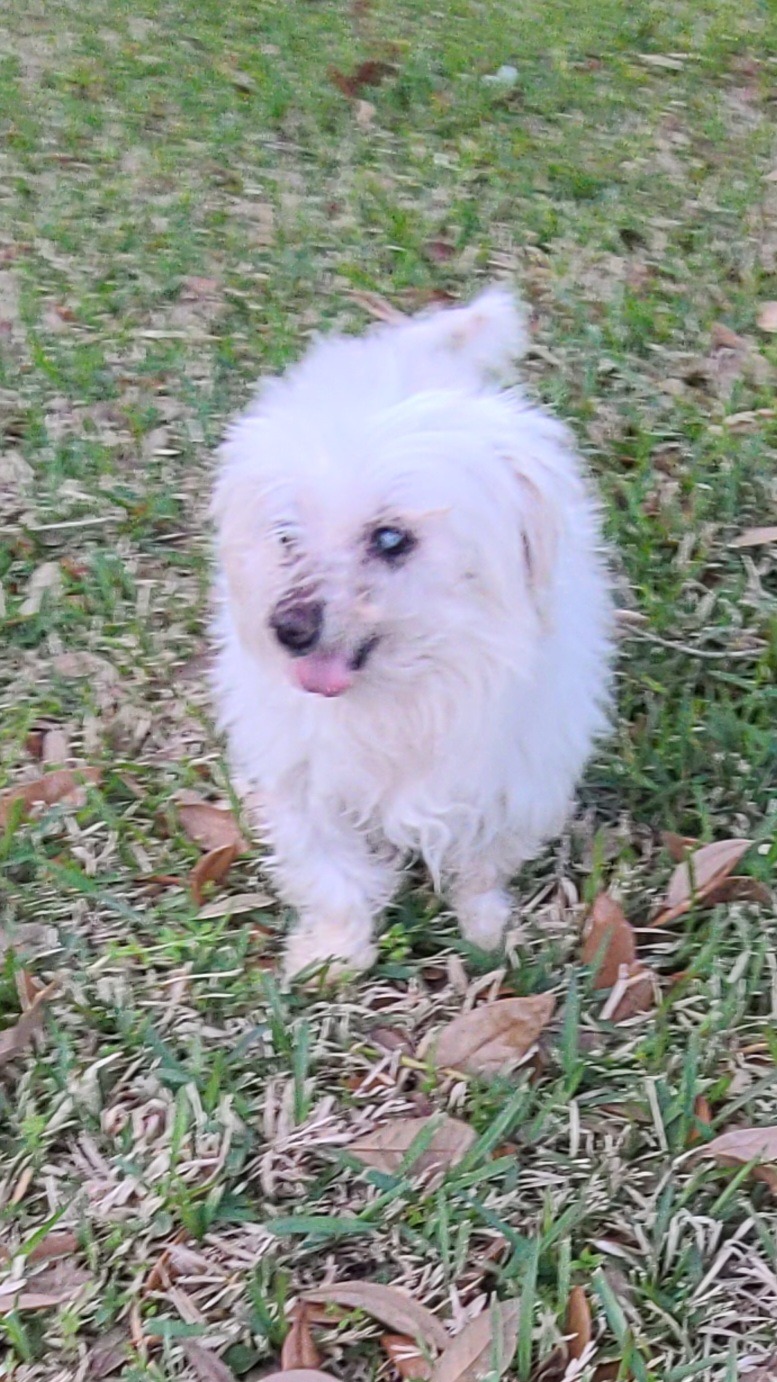 A small white Maltese dog with fluffy fur walks across a green grass lawn outdoors.