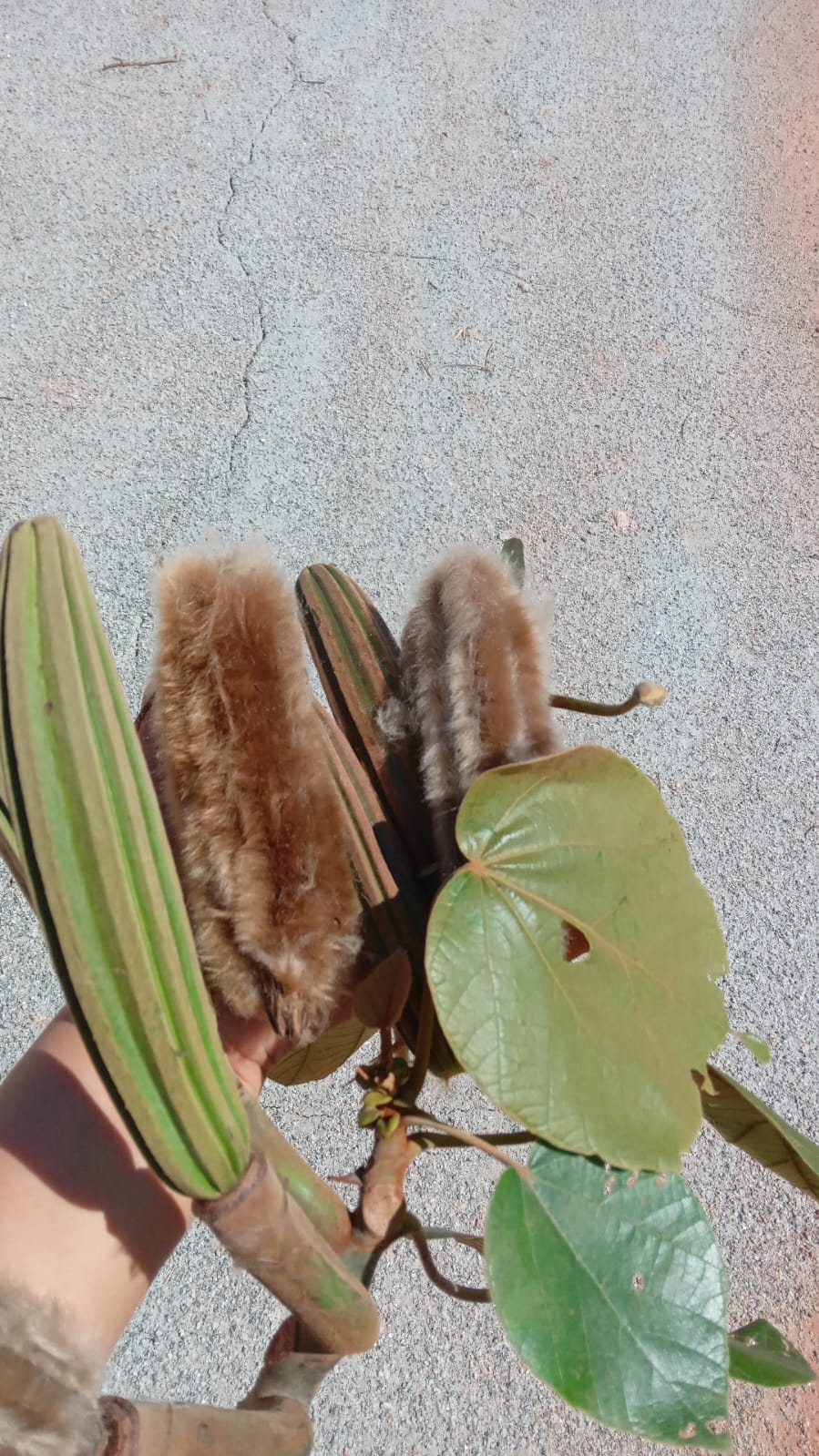 flores da árvore pau de balsa