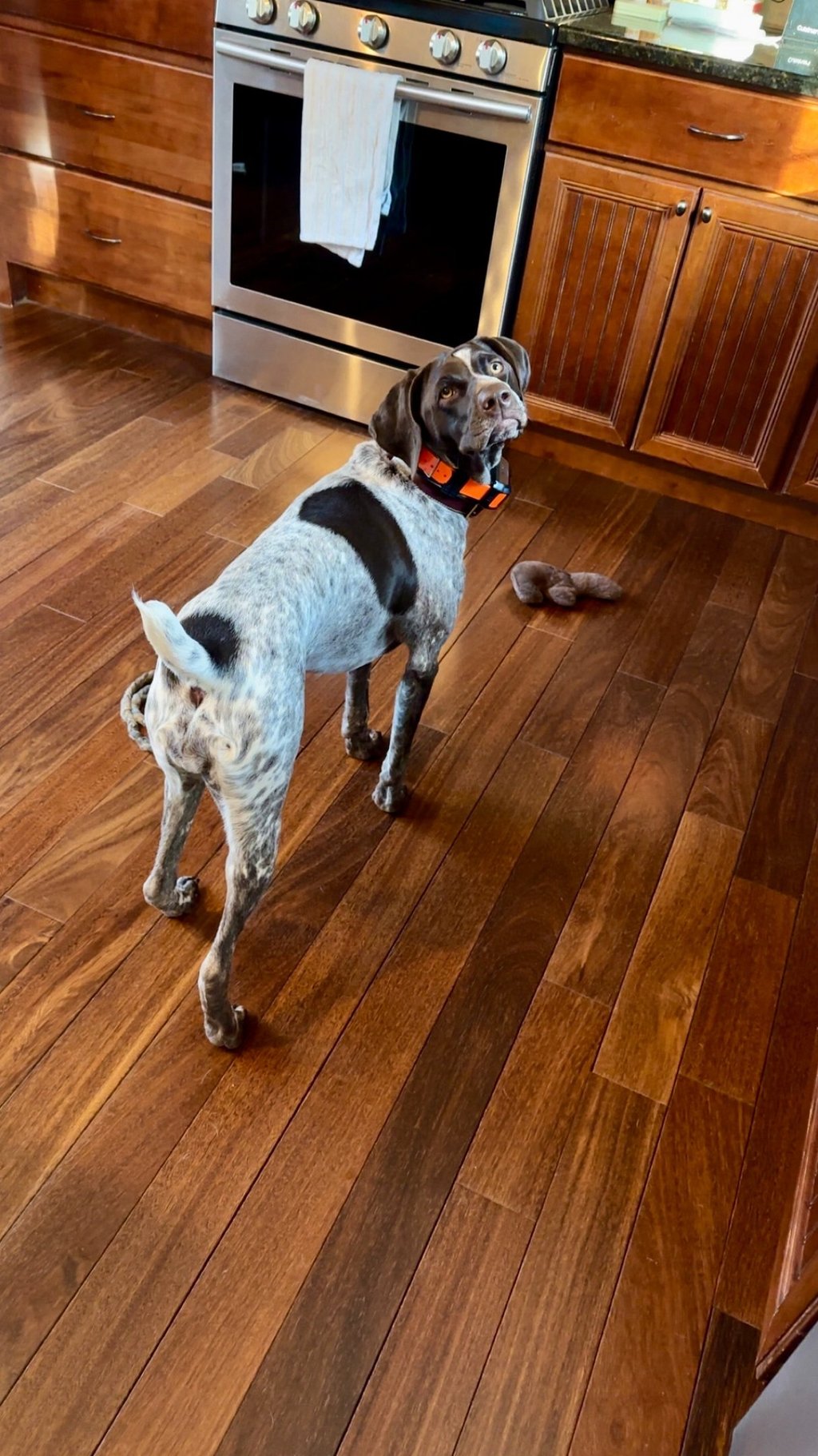 german shorthaired pointer