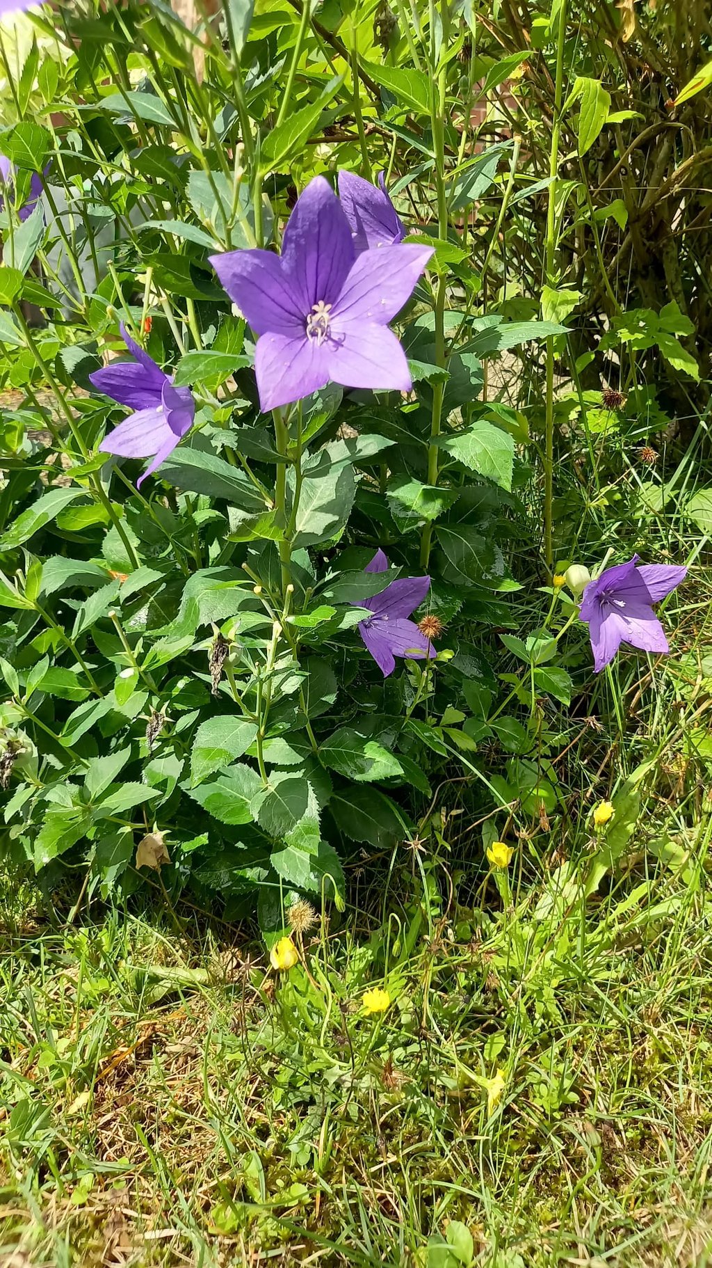 one Miniature Bellflower bush with purple blooms