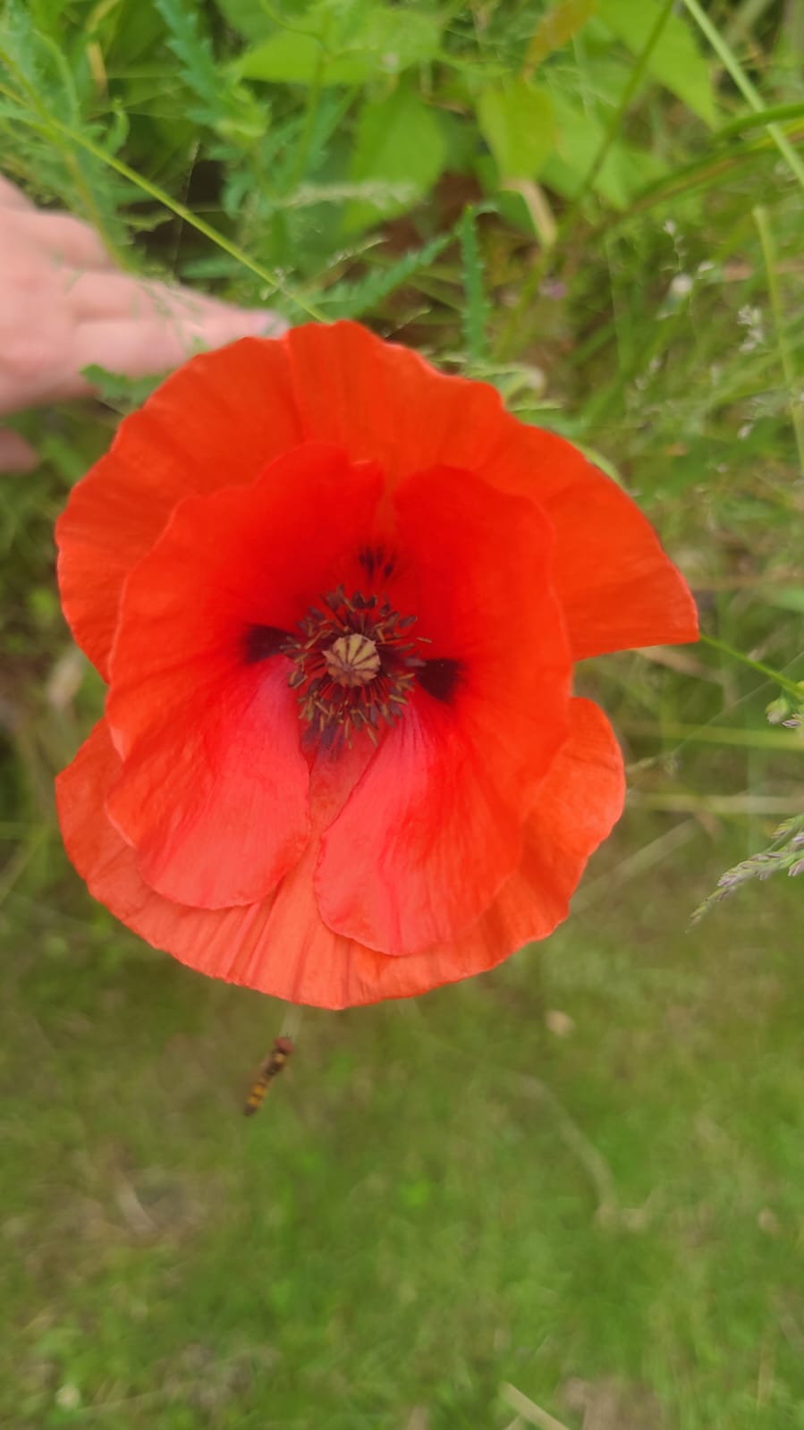 coquelicot cercle de femmes féminin sacré sororité 44 