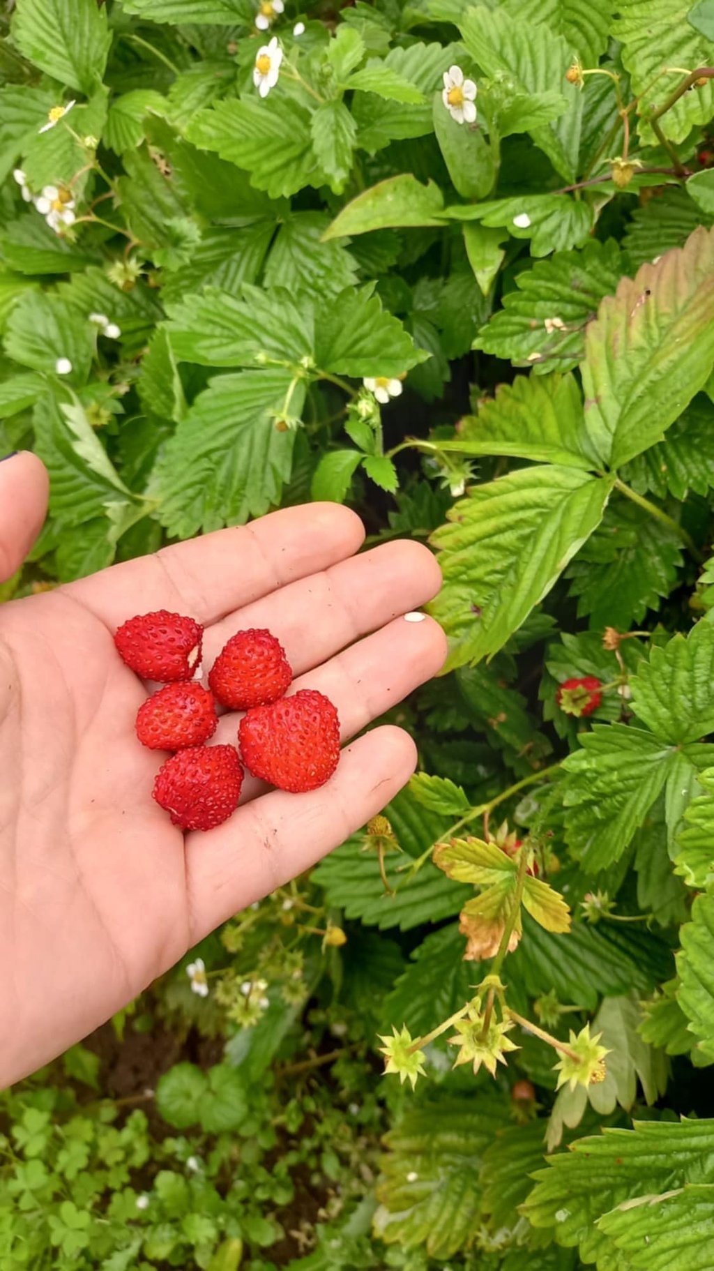 Remontantinės žemuogės