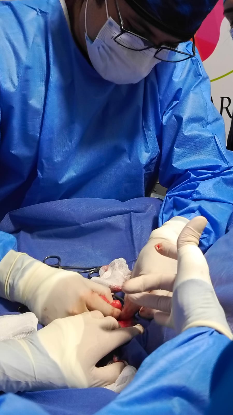 Estudiantes participan en cirugía veterinaria con paciente real bajo anestesia.