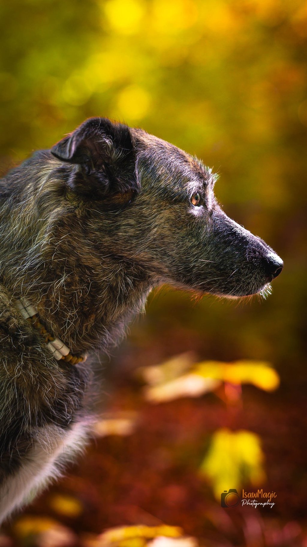 portrait photo chien