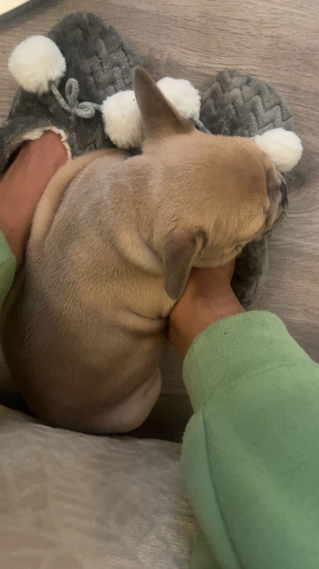 bouledogue français lilac fawn