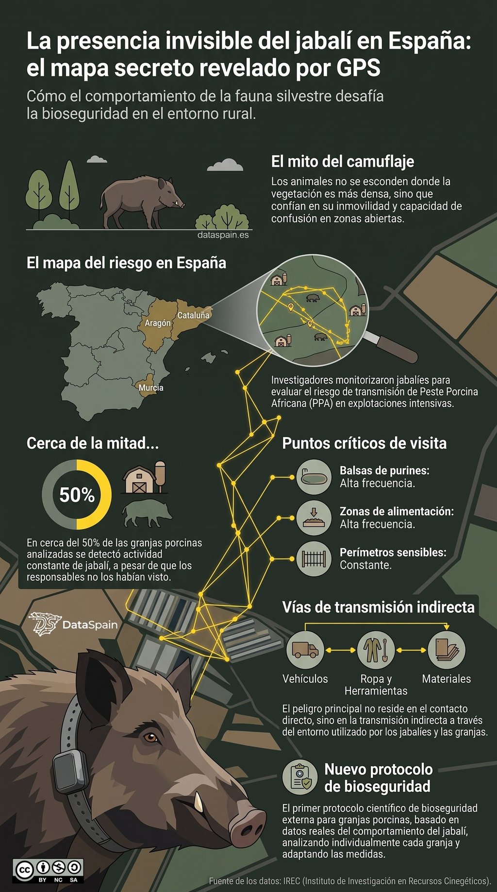 Infografía del rastreo GPS a jabalíes en España: Riesgo y bioseguridad porcina
